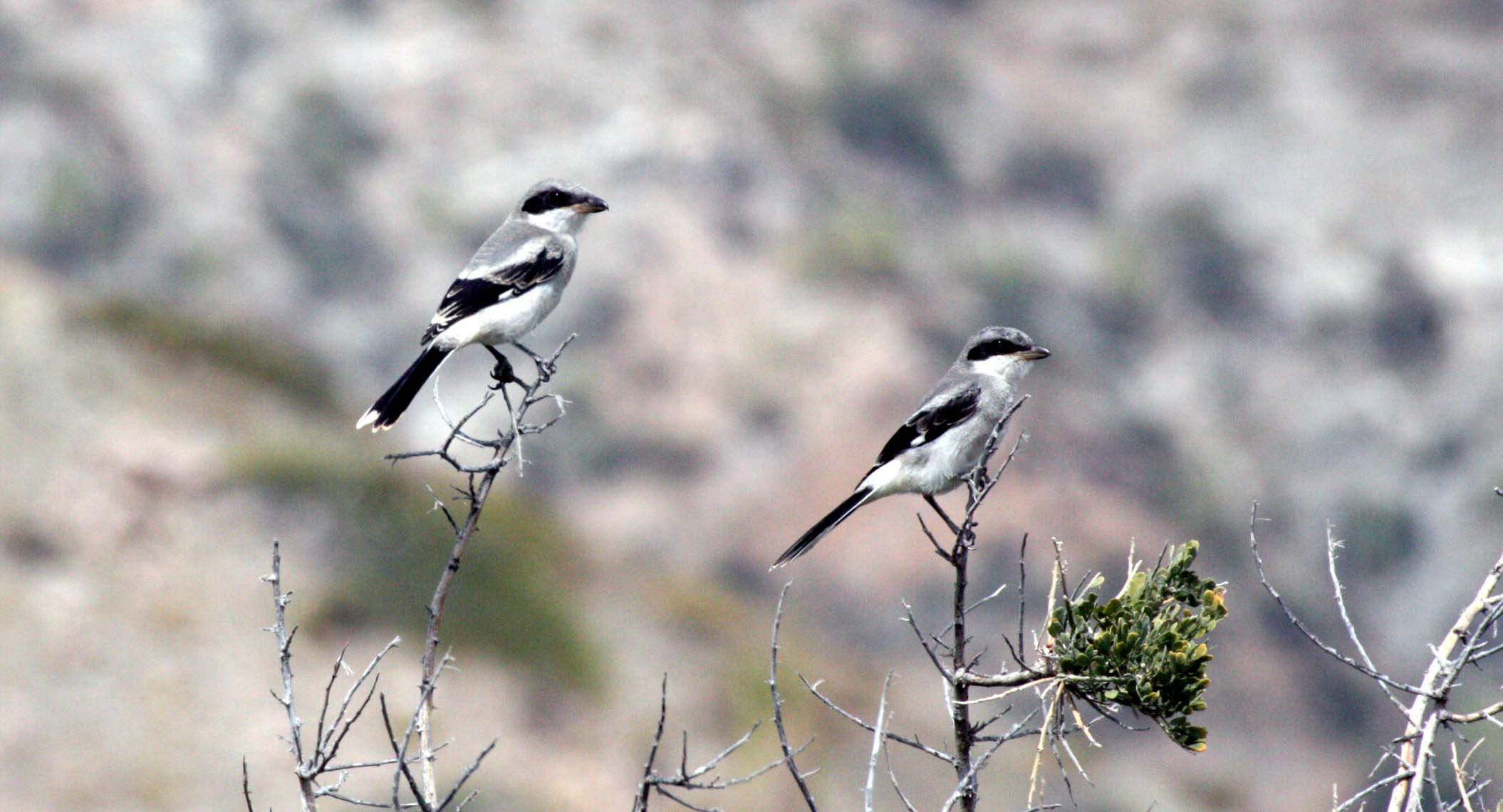 Loggerhead Shrike (Lanius ludovicianus) Isla Catalina Baja Mexico (4).JPG