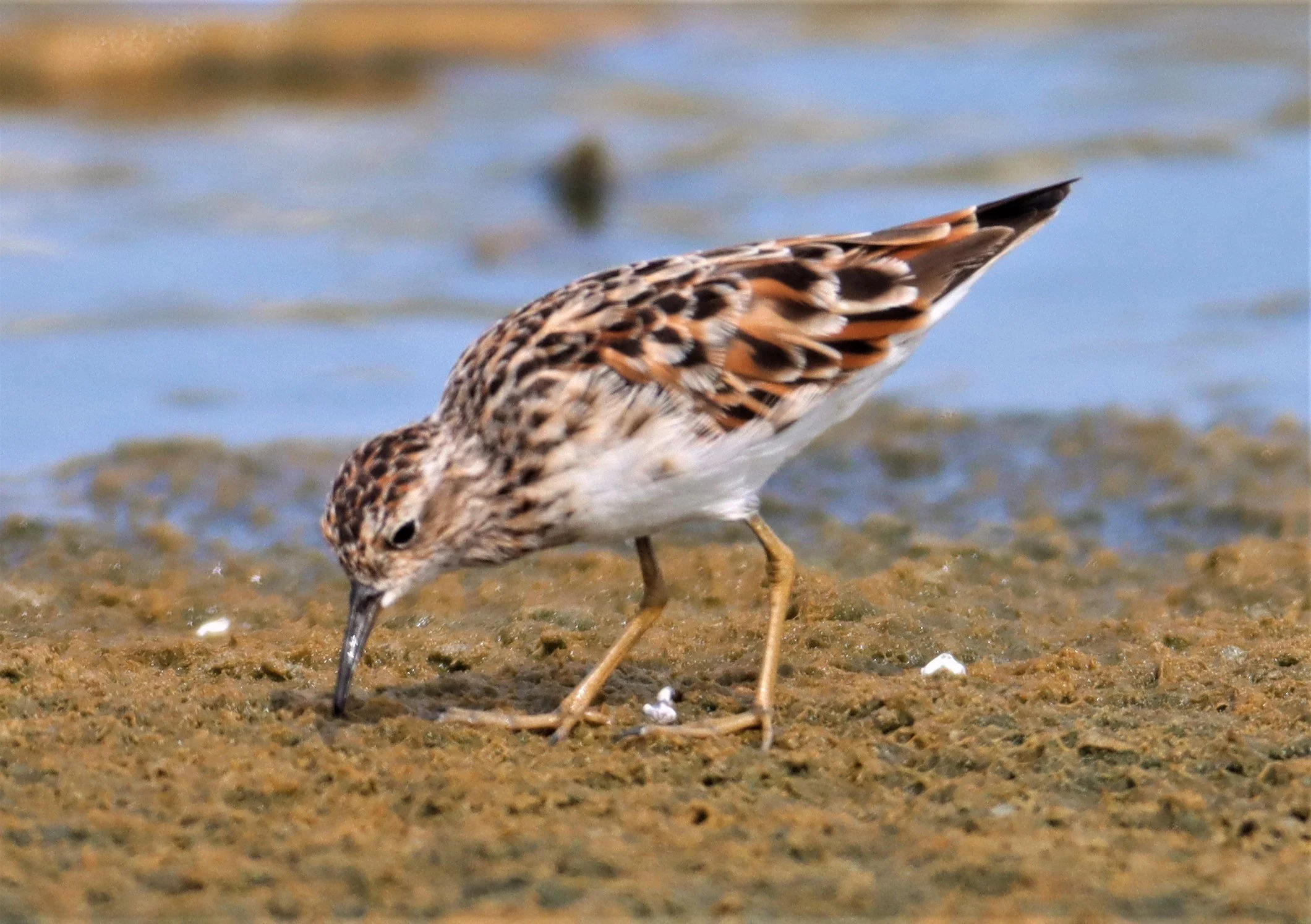 STINT - RED-NECKED STINT - Calidris ruficolis - KING'S GREEN CAVIAR PROJECT PETBURI (2).jpg