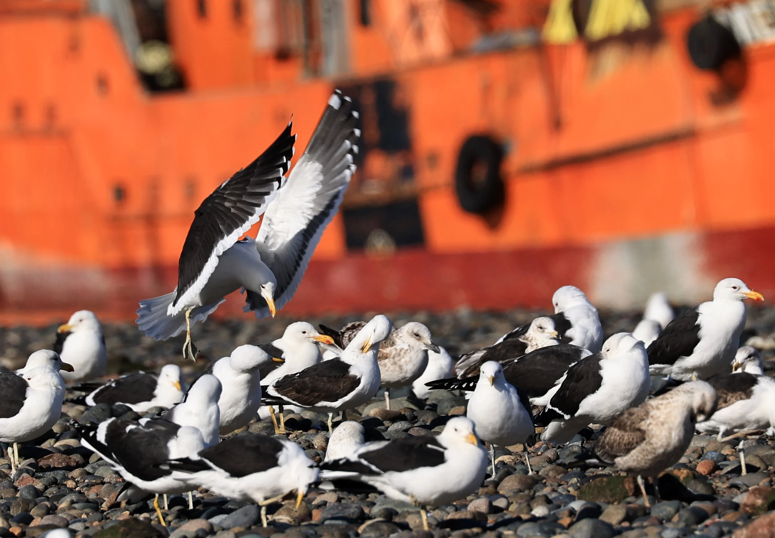Kelp Gull (Larus dominicanus)
