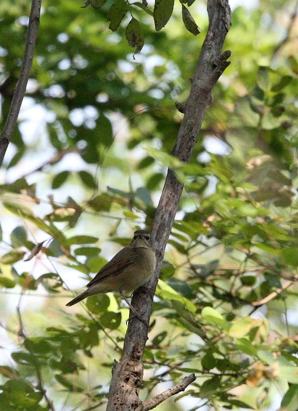Eyebrowed thrush (Turdus obscurus) Nankou Rudong China (4).JPG