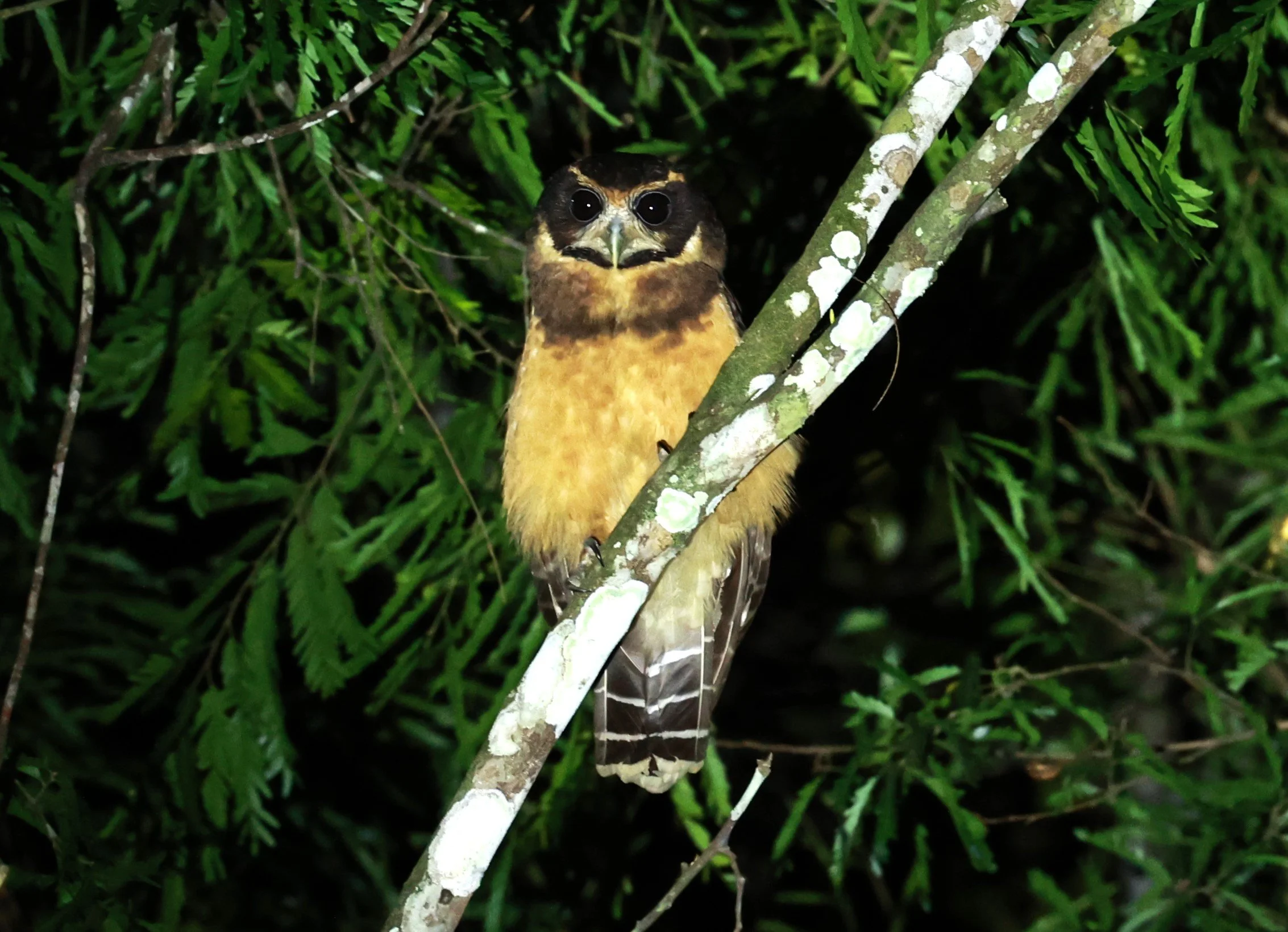 Owl - Tawny-browed Owl - Pulsatrix koeniswaldiana - Rio Doce State Park, Minas Gerais, Brazil (6).JPG