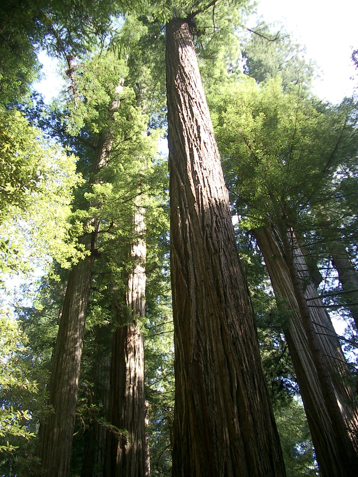 2004-6-12 LARRY AND KATRIS WEDDING IN EUREKA CALIFORNIA (198).JPG