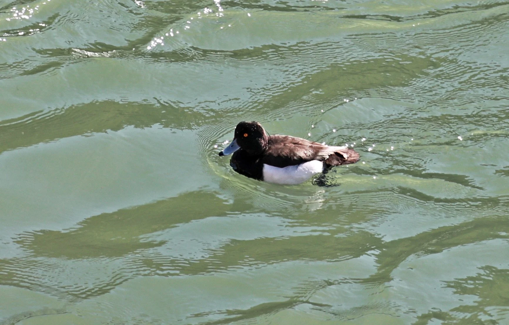 Tufted Duck (Aythya fuligula) Sogi Waterfalls & Canyon, Kagoshima Japan (1).jpg