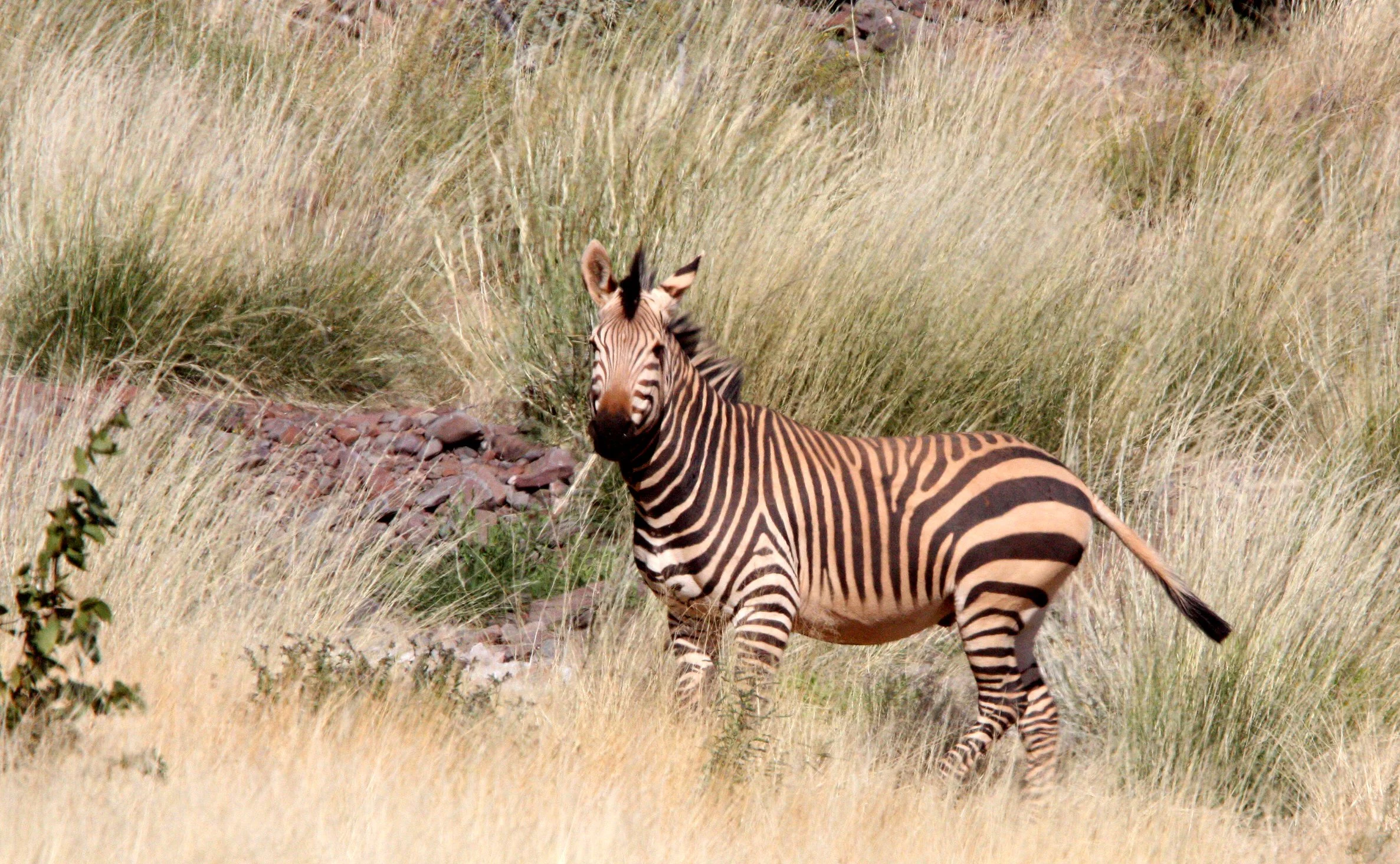 Equus zebra hartmannae - HARTMANN'S MOUNTAIN ZEBRA - DAMARALAND, NAMIBIA (12).JPG