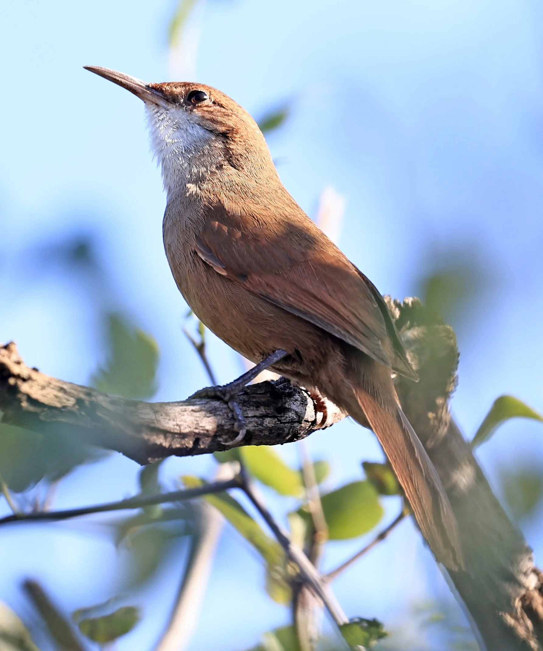 Chaco earthcreeper (Tarphonomus certhioides) Chaco Lodge & Laguna Salada Paraguay (37).jpg