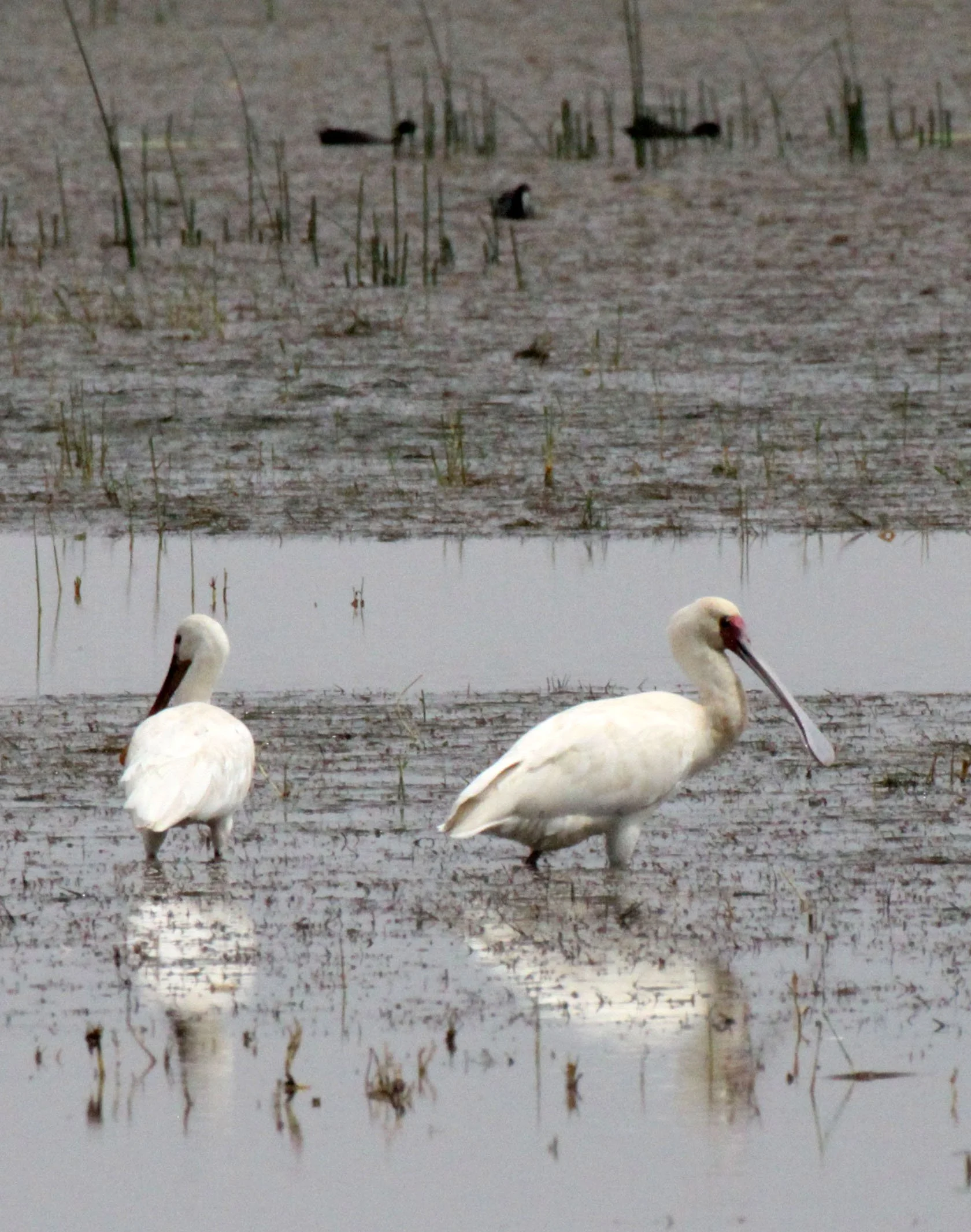 SPOONBILL - AFRICAN SPOONBILL - Platalea alba - LAKE LANGANO ETHIOPIA (2).JPG