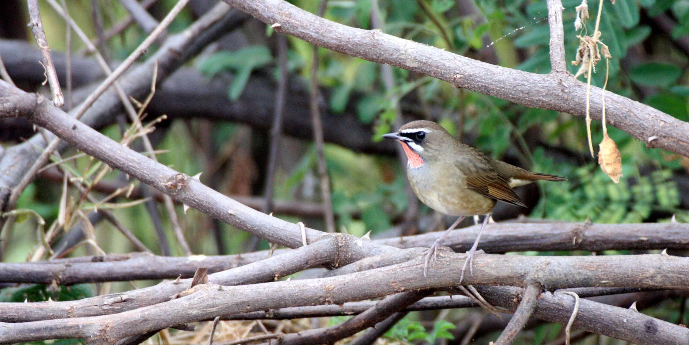 RUBYTHROAT - SIBERIAN RUBYTHROAT - Luscinia calliope - BUENG BORAPHET THAILAND (13).JPG