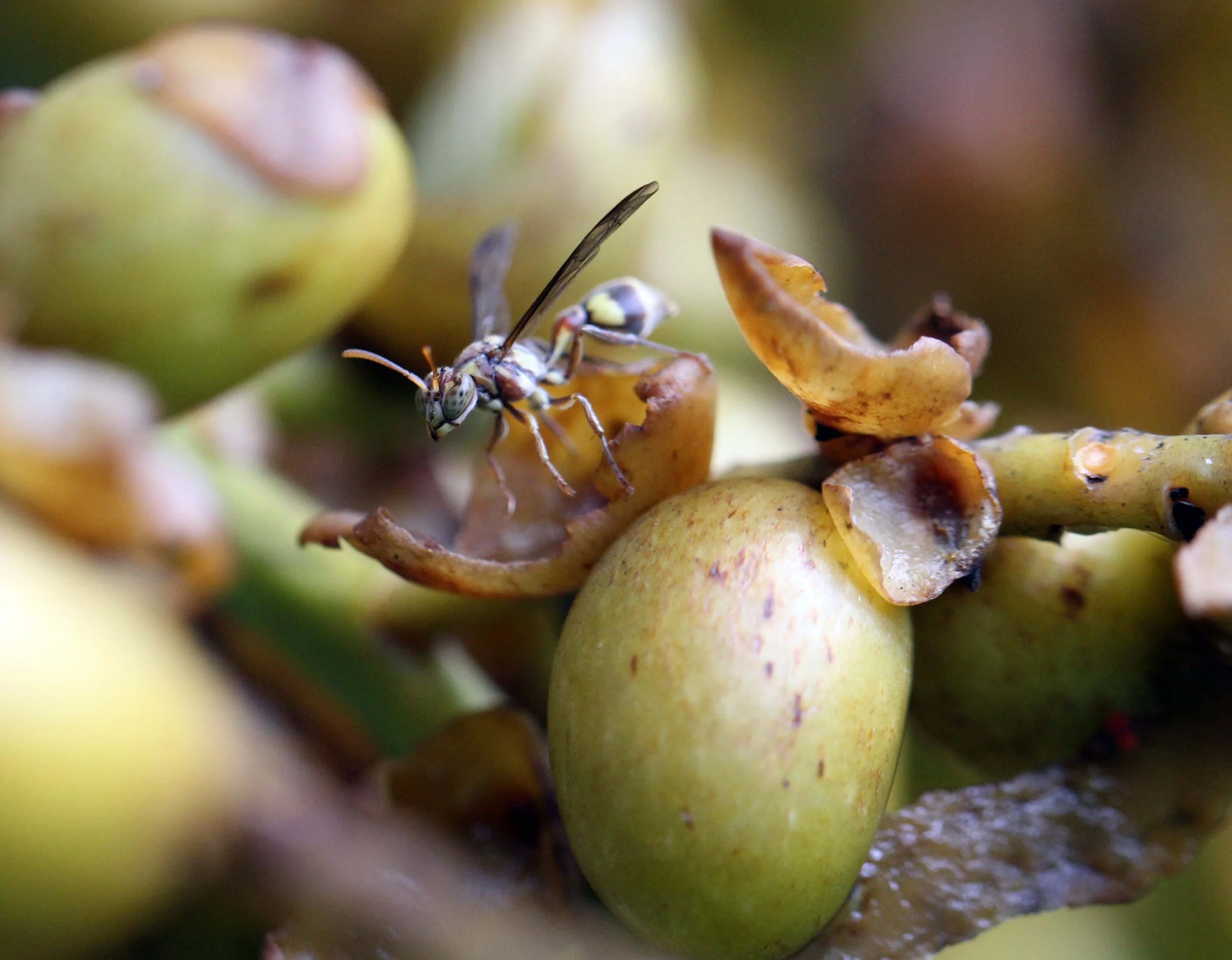 2013 in Nakhonsithammarat and some Krabi with Family (46).JPG