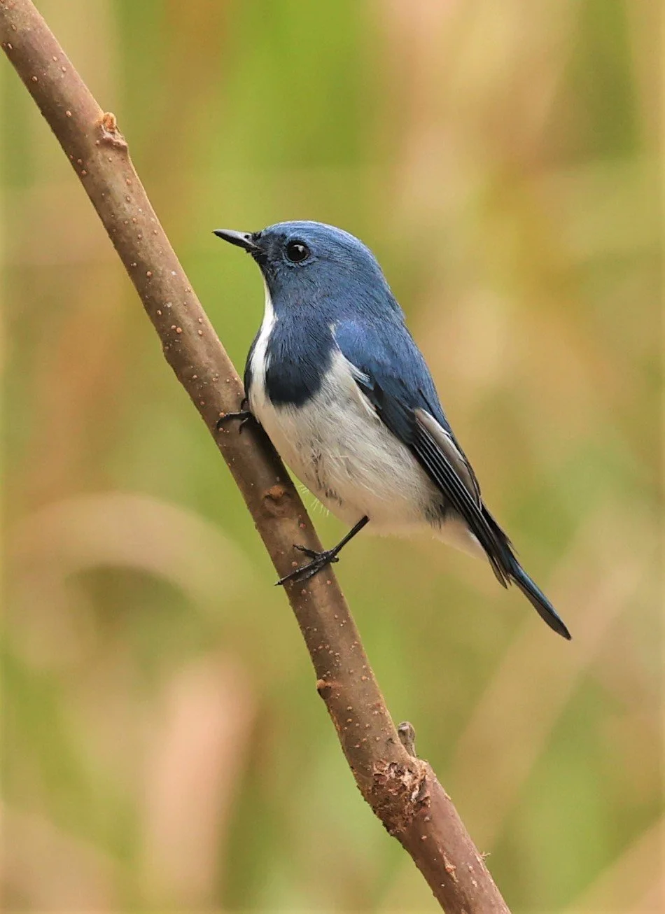 FLYCATCHER - ULTRAMARINE FLYCATCHER - Ficedula superciliaris - DOI LANG WEST, DOI PHA HOM POK NP, CHIANG MAI DEC 2021 (46).jpg