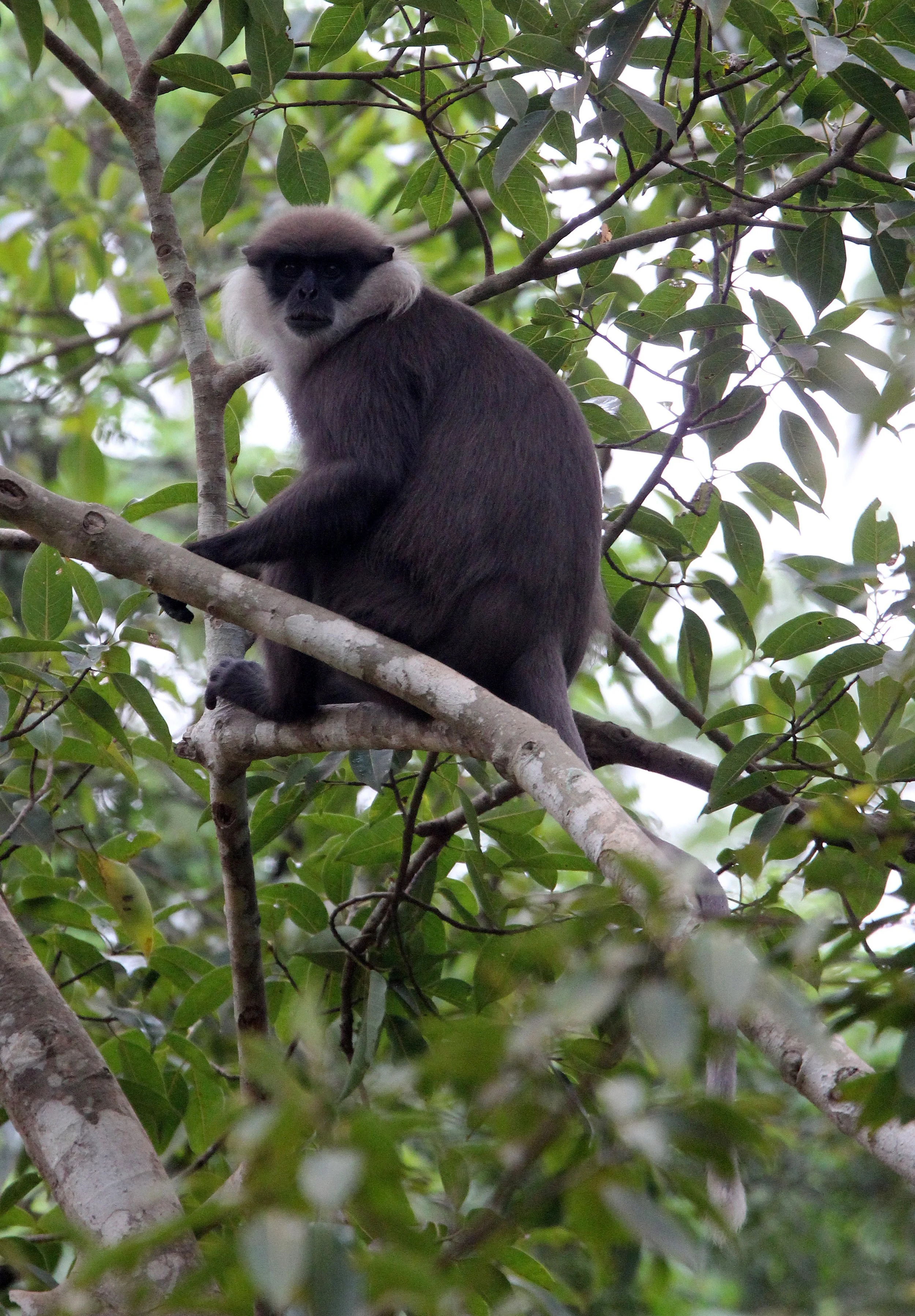 CERCOPITHECIDAE - Semnopithecus vetulus philbricki - DRY ZONE PURPLE-FACED LEAF MONKEY - SRIGIRIYA FOREST SRI LANKA (11).JPG