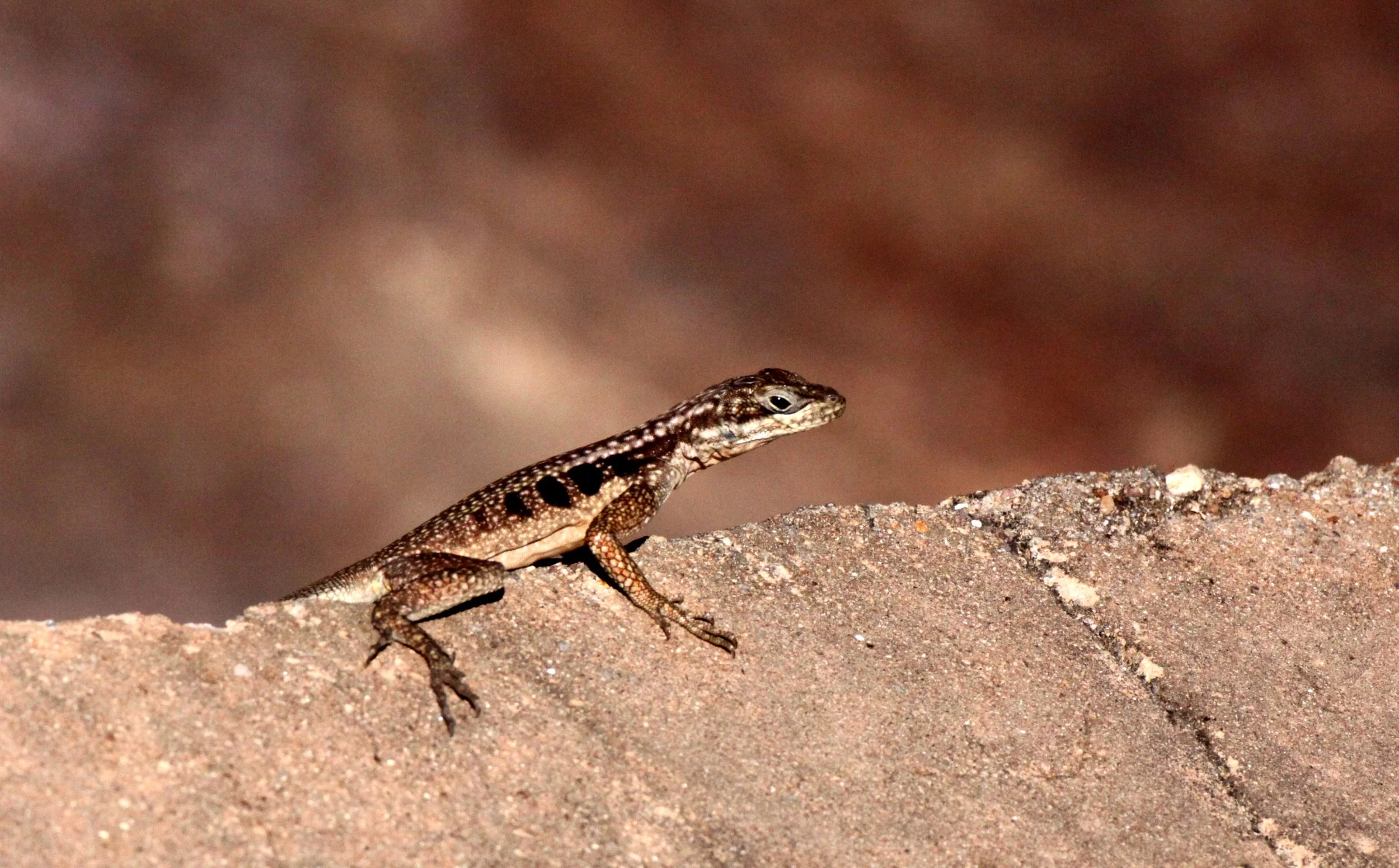 Madagascar Rock Iguana (Oplurus saxicola) Andohahela NP, Madagascar