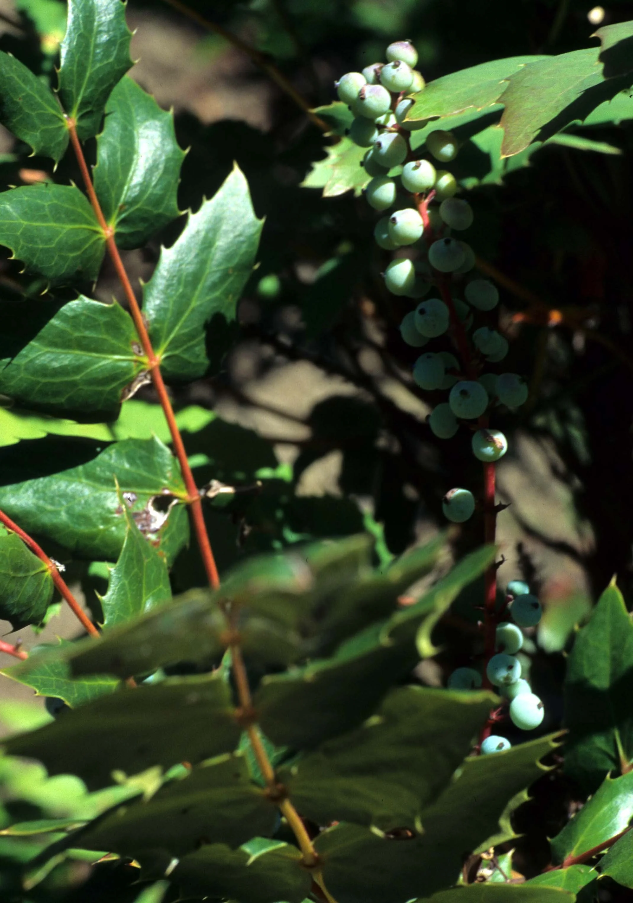 CALIFORNIA - REDWOODS NP - MAHONIA OREGONENSIS - OREGON GRAPE.jpg