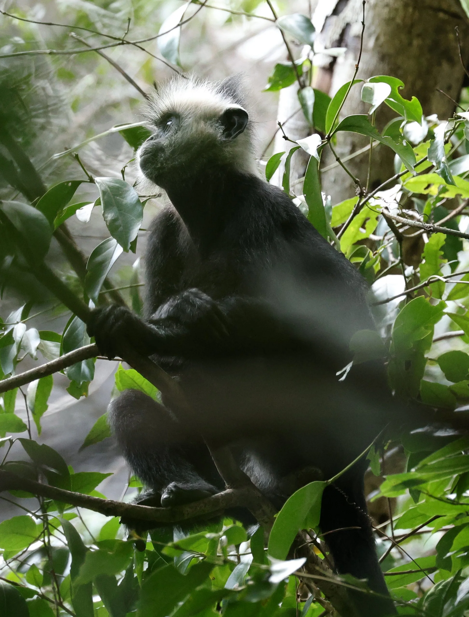Laotian Langur or White-browed Black Langur (Trachypithecus laotum) The Rock Viewpoint, Khammouane Province Laos (67).jpg