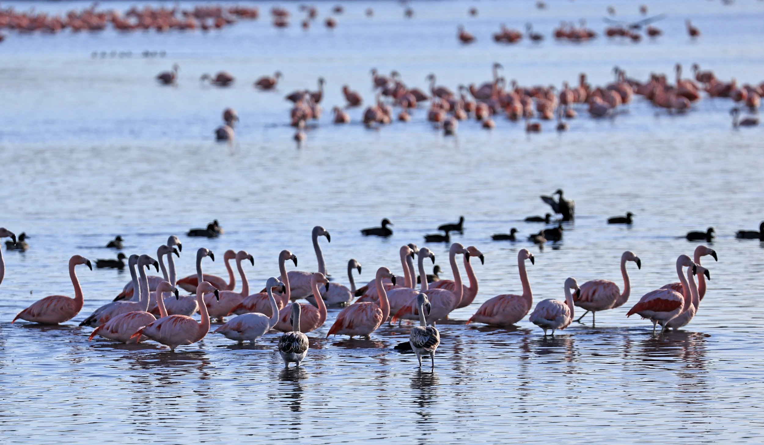 Chilean Flamingo (Phoenicopterus chilensis) Lagunas del Ornitólogo, Trelew Argentina (5).jpg