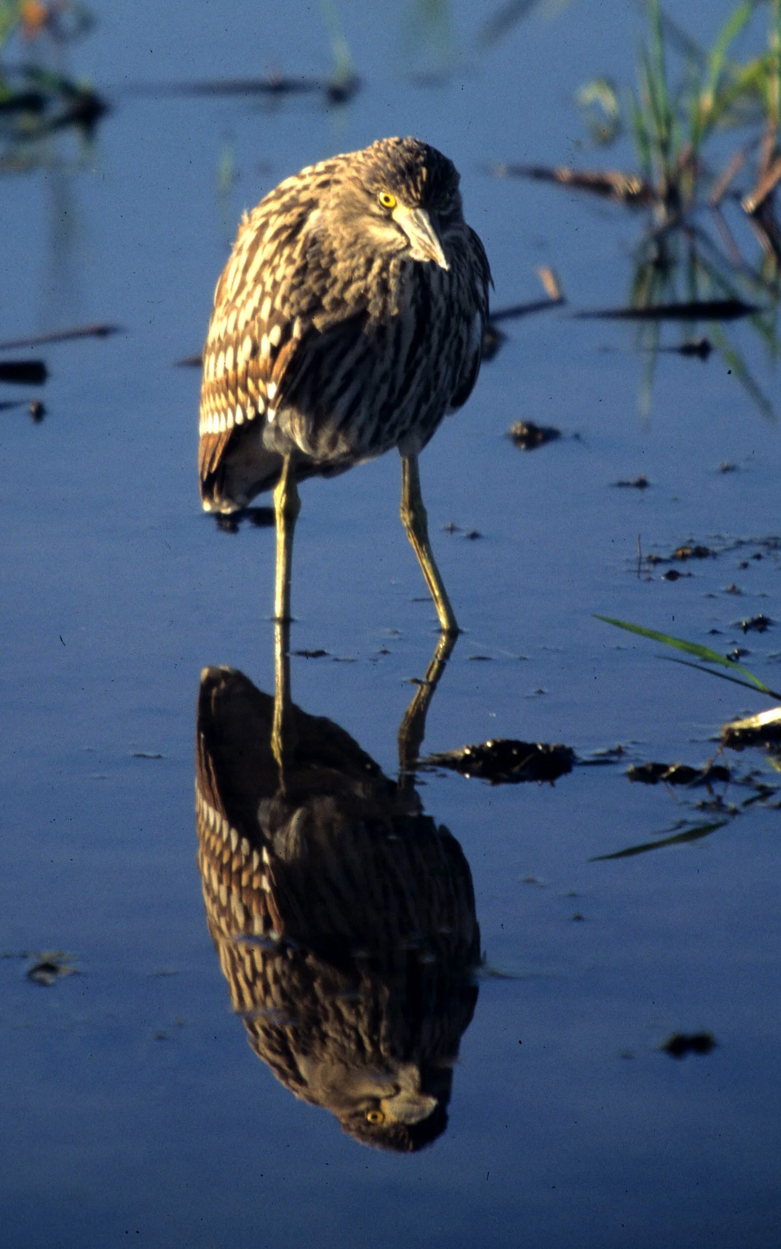 BIRD - HERON - STRIATED HERON IN KAKADU NP A.jpg