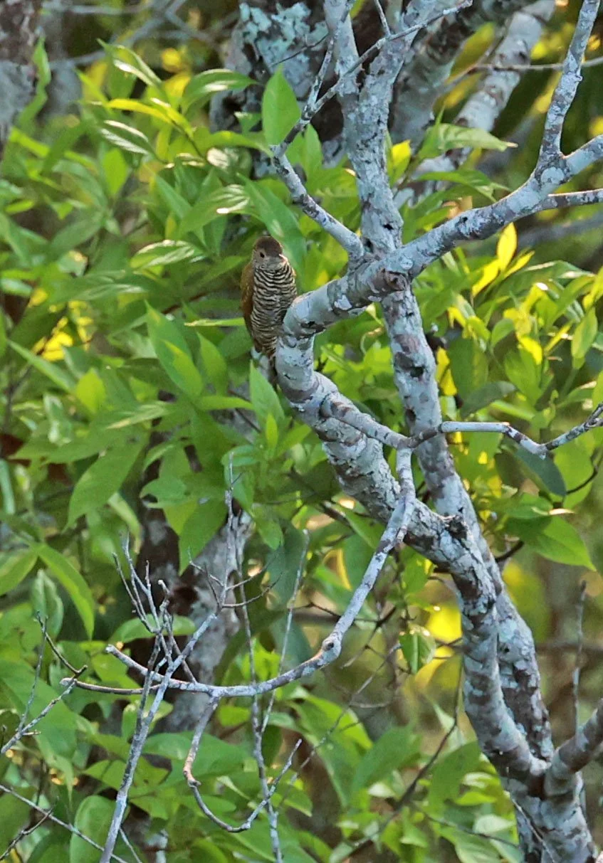 Woodpecker - Golden-collared Woodpecker - Dryobates cassini - Museu da Amazonia Tower Park (MUSA), Manaus (9).jpg