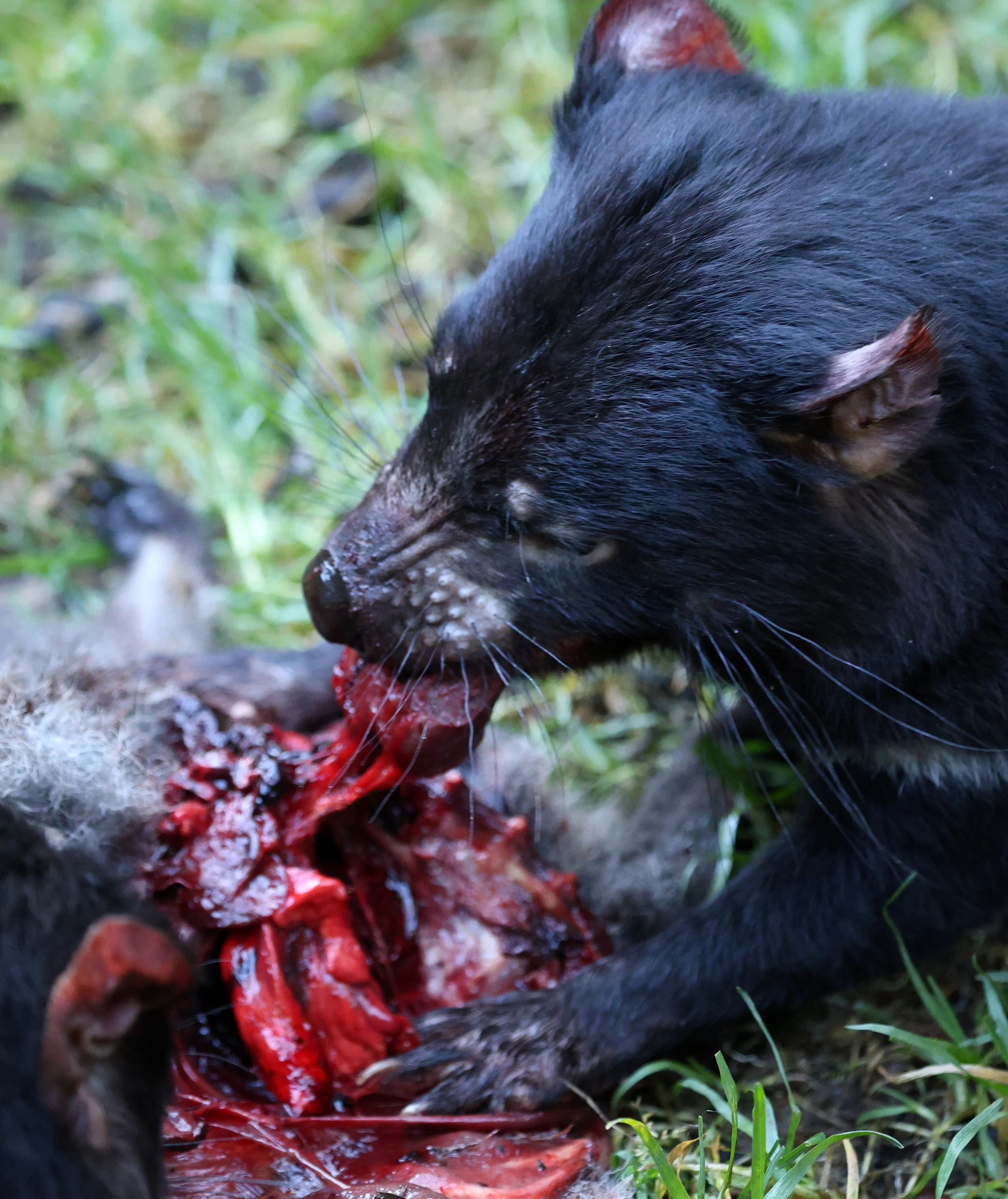 Tasmanian Devil (Sarcophilus harrisii) Cradle Mountain NP - Tasmania 