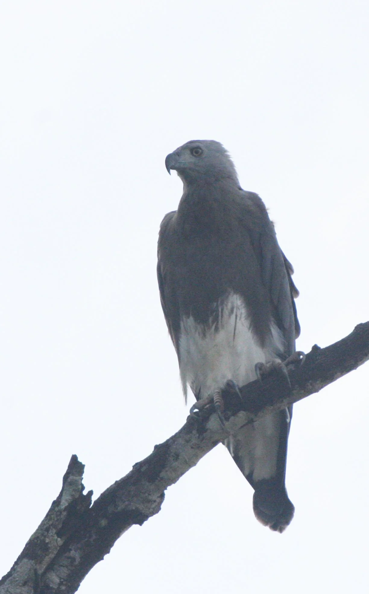 Haliaeetus ichthyaetus - GREY-HEADED FISH EAGLE - KINABATANGAN RIVER BORNEO  (27).JPG
