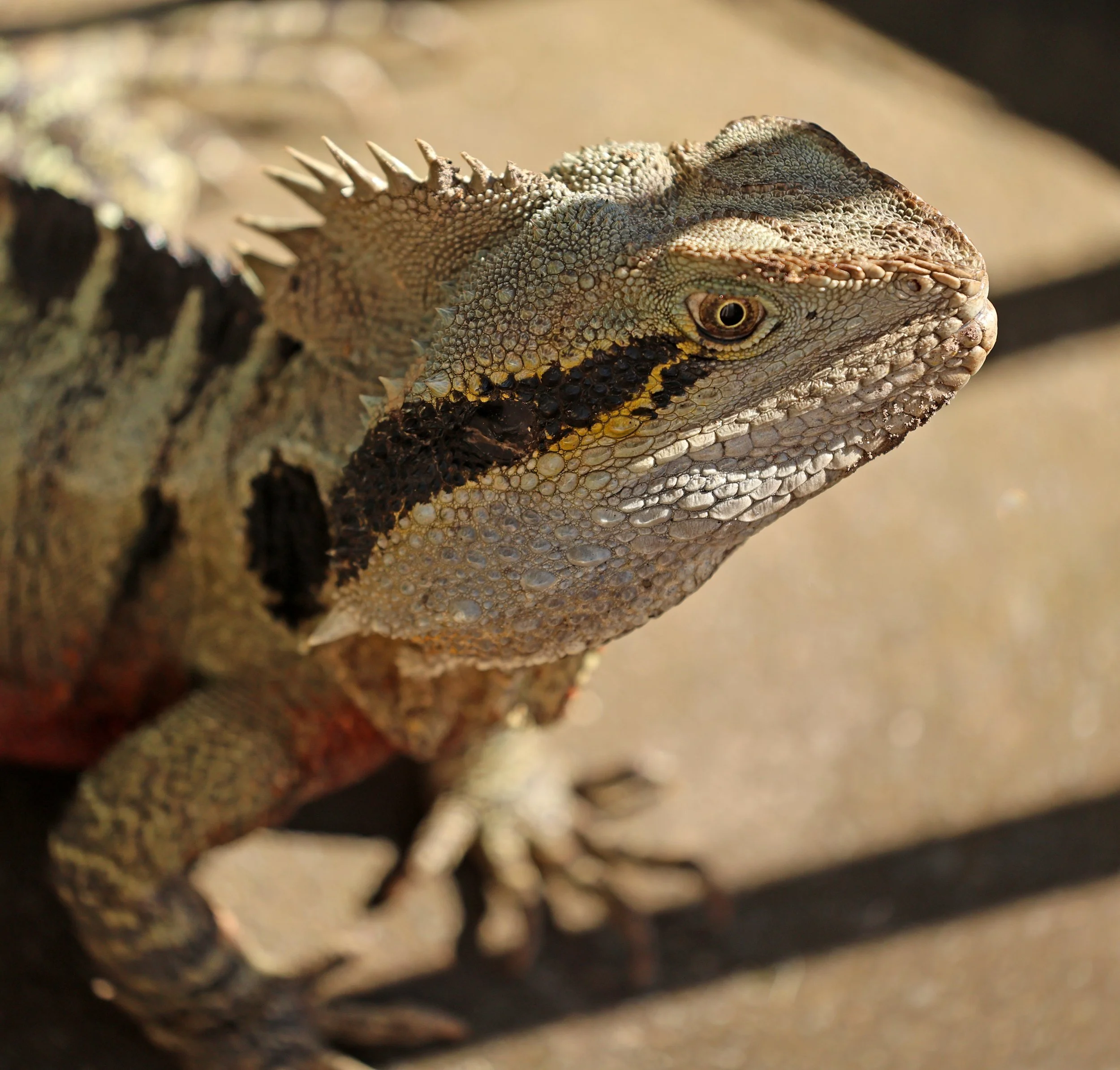 Order Squamata - Lizards — Coke Smith Wildlife
