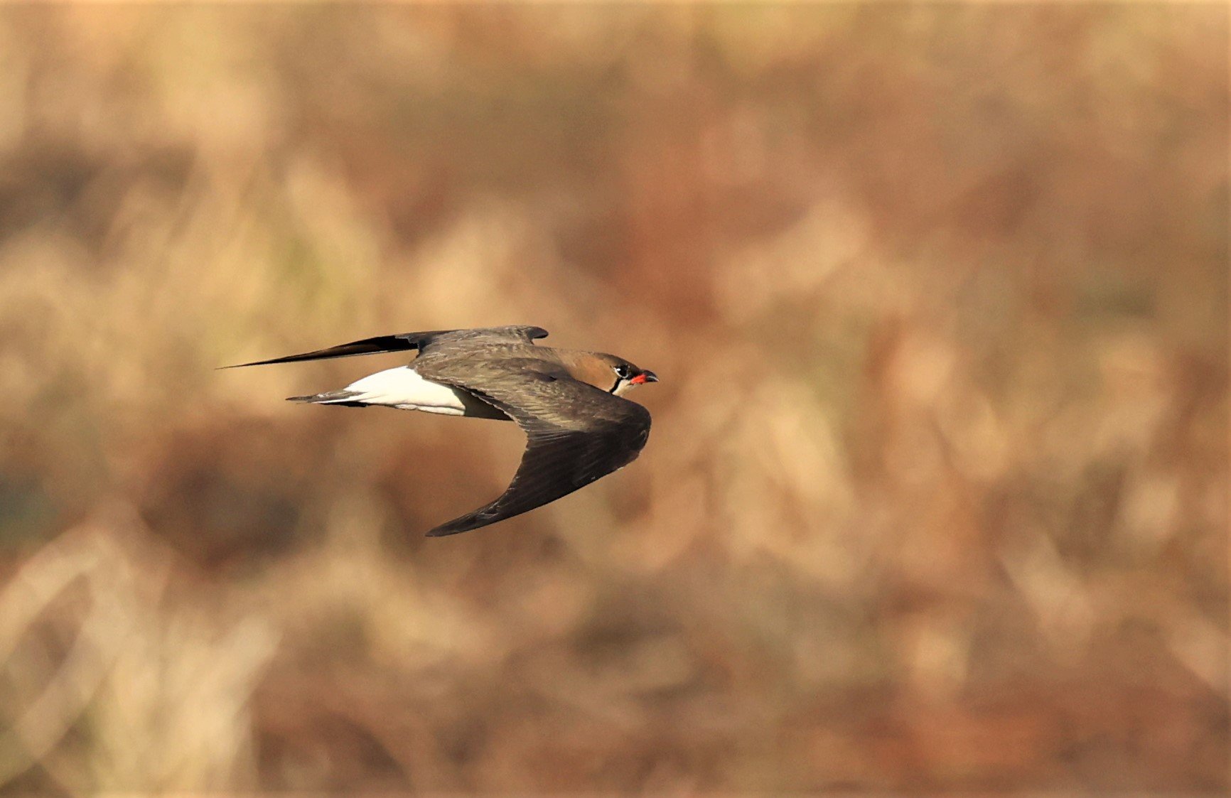 PRATINCOLE - ORIENTAL PRATINCOLE - Glareola maldivarum - TAP YAO RICEFIELDS LAT KRABANG - APRIL 23 2022 (41).jpg