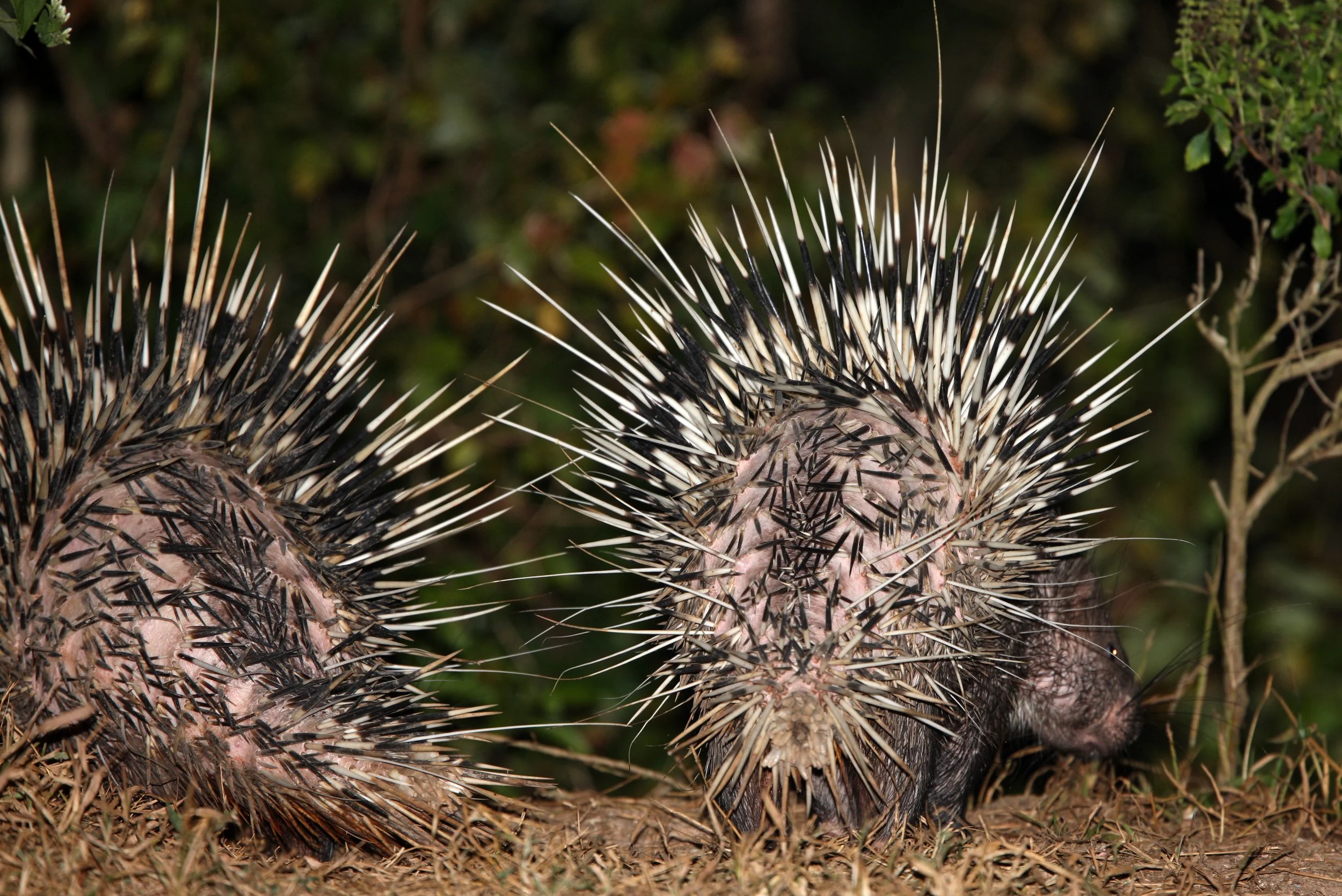 Hystrix brachyura - MALAYAN PORCUPINE - KAENG KRACHAN NATIONAL PARK THAILAND  (10).JPG