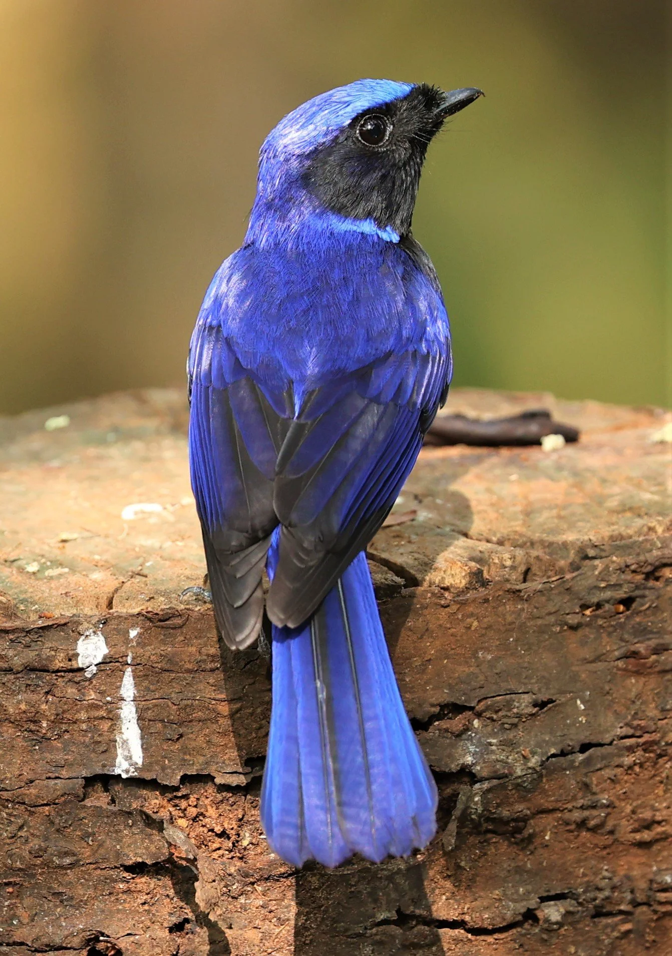 NILTAVA - LARGE NILTAVA - Niltava grandis - DOI DOI ANG KHANG CHIANG MAI FEB 2022 (29).jpg