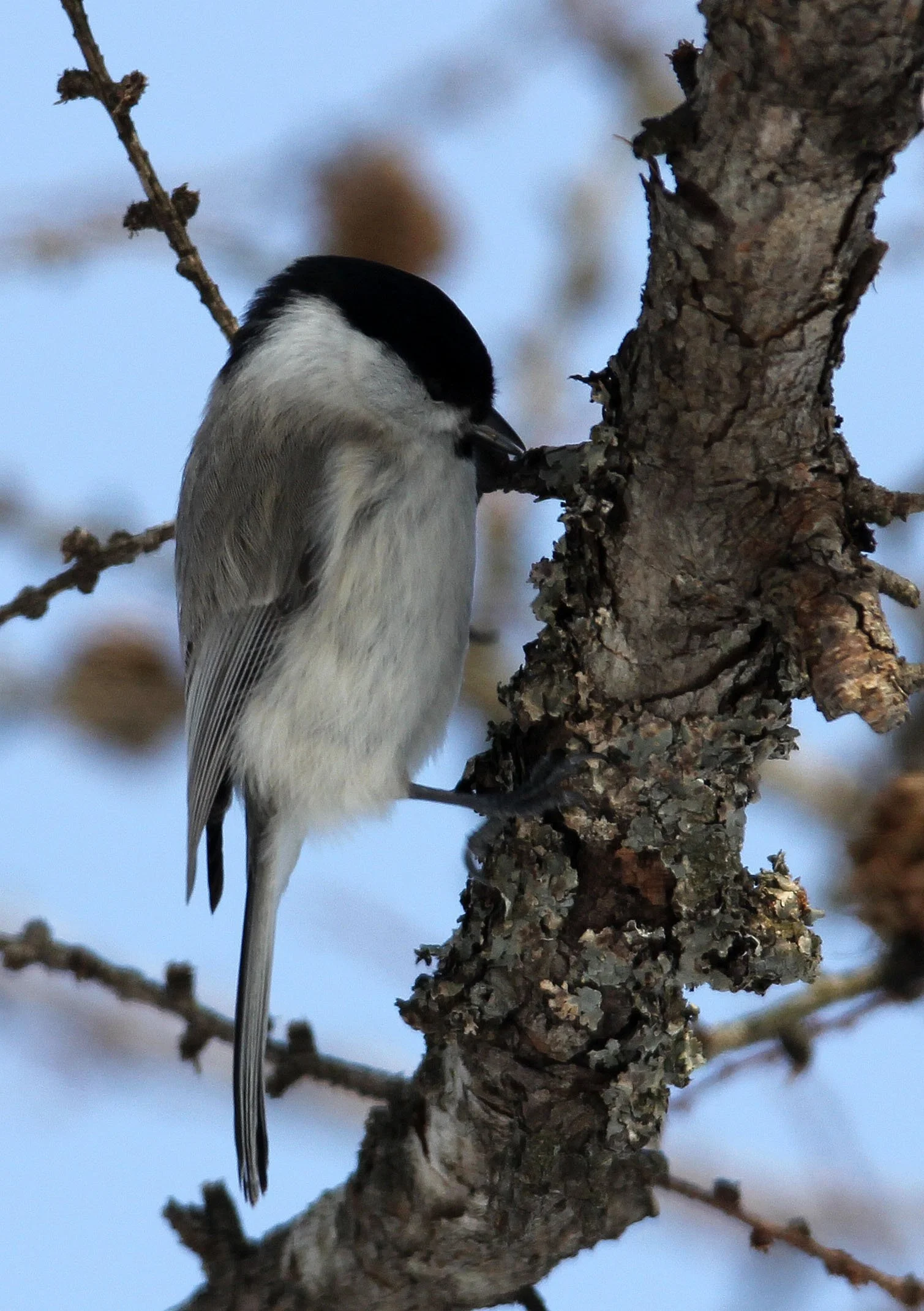 Willow Tit (Poecile montanus) Tsurui Crane Center, Hokkaido Japan (1).JPG