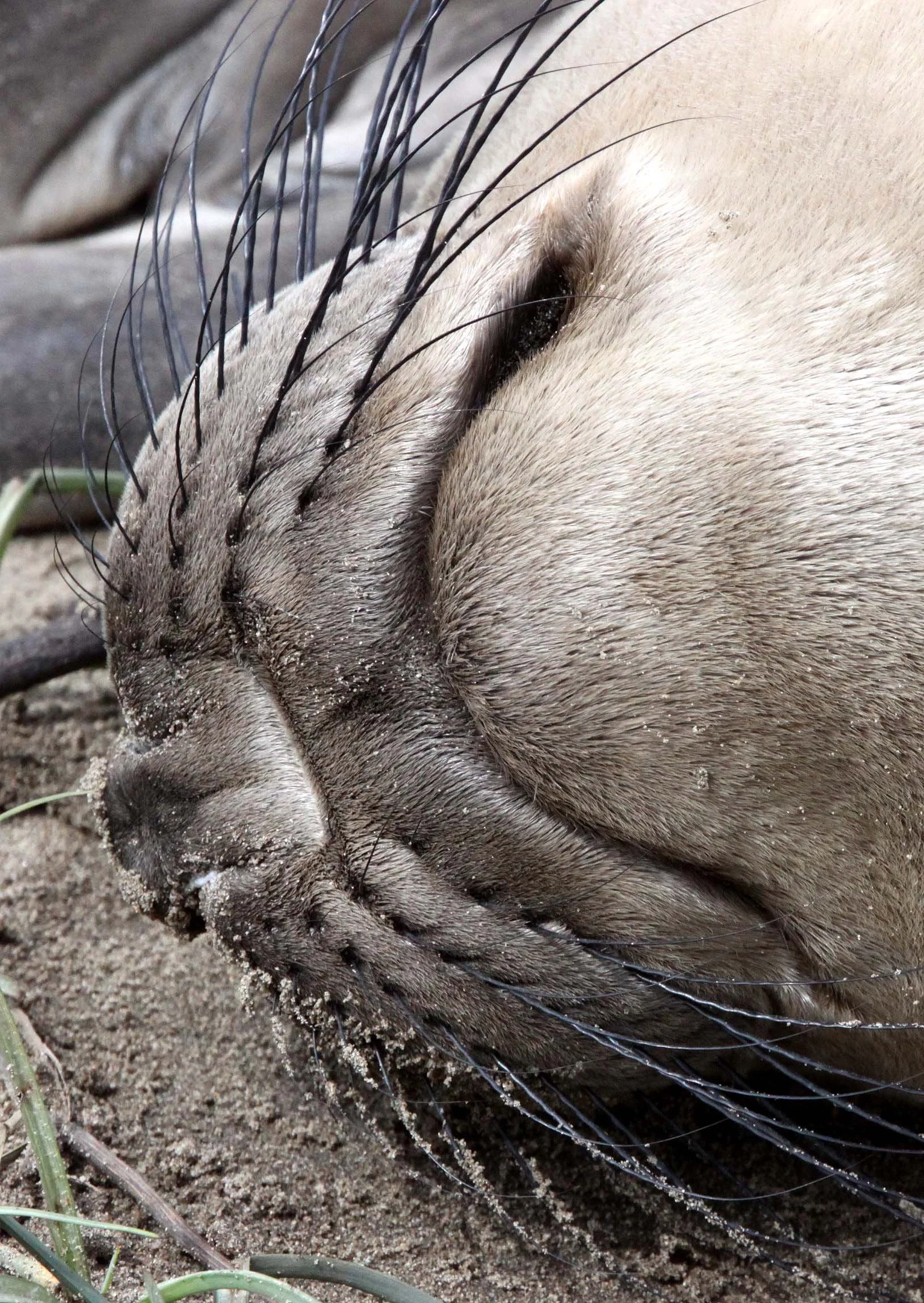 Mirounga angustirostris - NORTHERN ELEPHANT SEAL - ANO NUEVO RESERVE CALIFORNIA (5).JPG