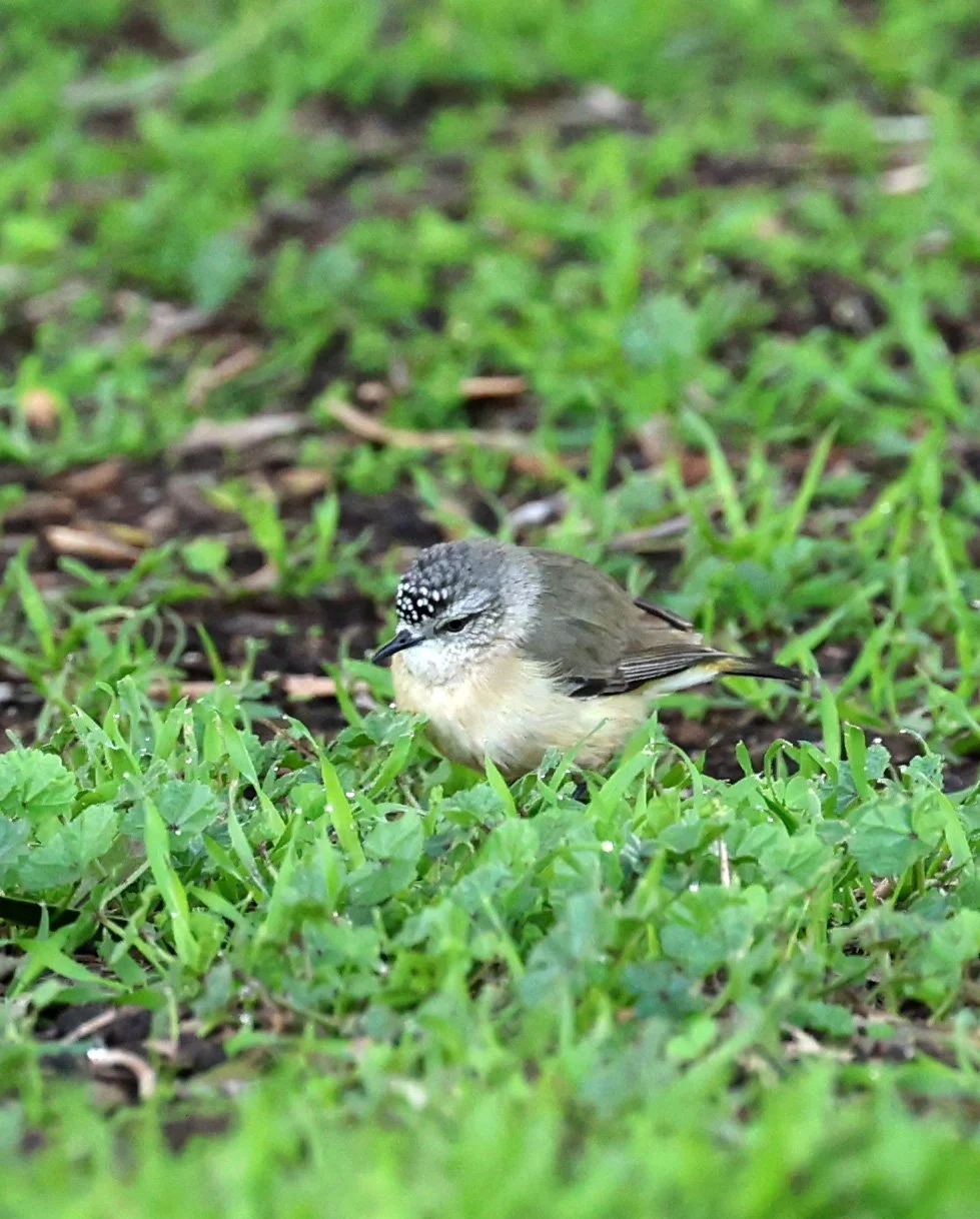 Yellow-rumped Thornbill (Acanthiza chrysorrhoa) Kangaroo Island - South Australia (11).jpg