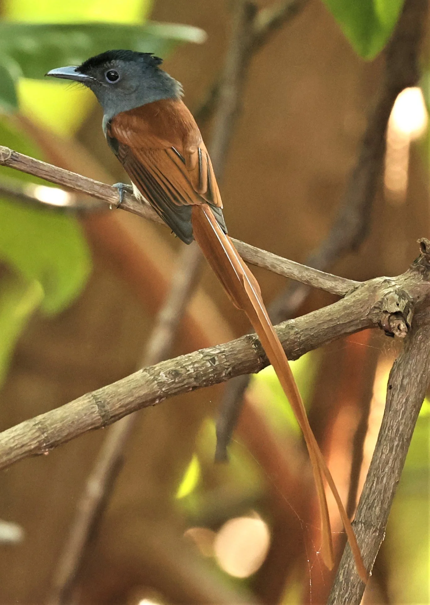 PARADISE-FLYCATCHER - BLYTH'S PARADISE-FLYCATCHER - Terpsiphone affinis - BANG PU OCT 30 2022 (25).jpg