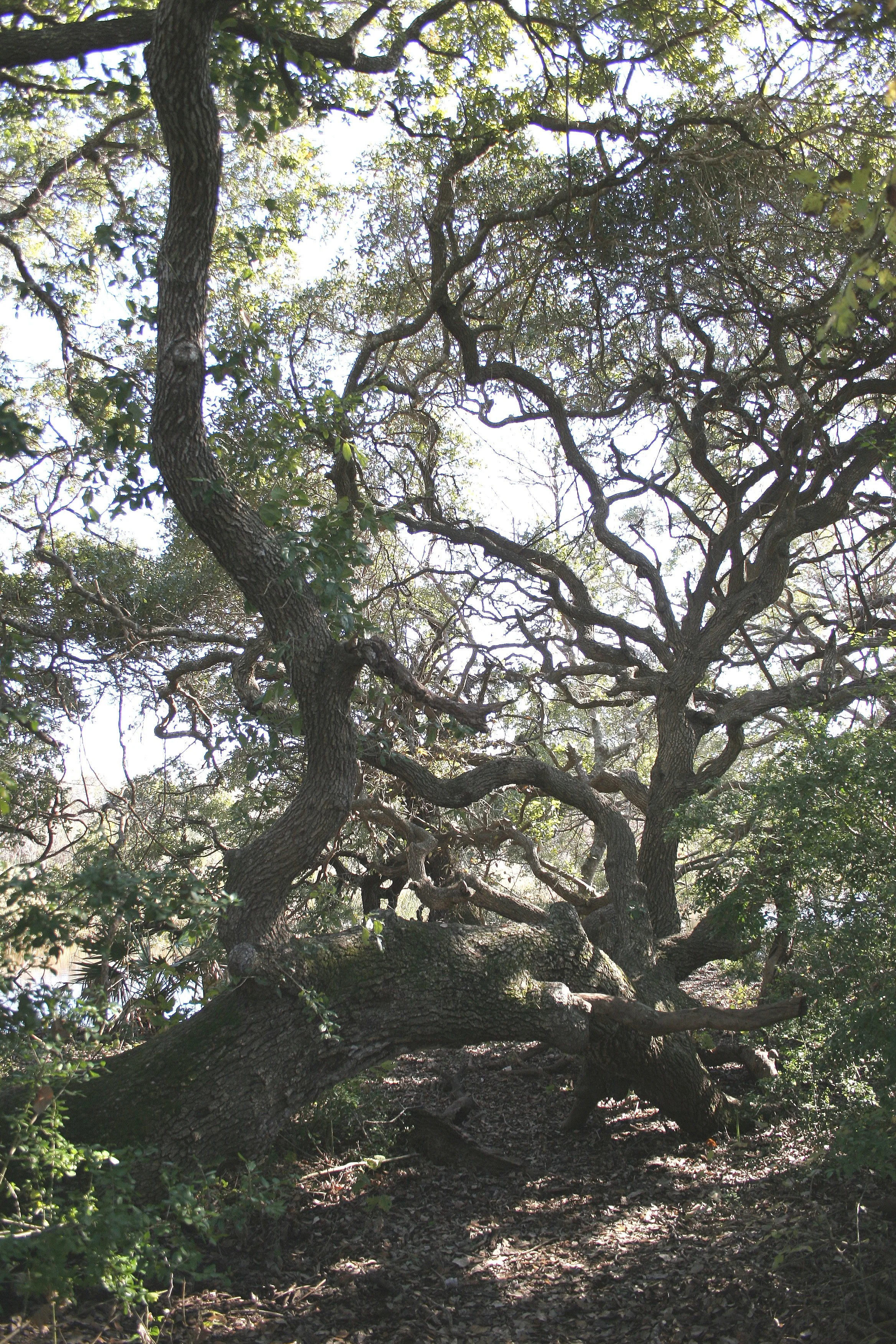 ARANZAS NWR - TEXAS (14).jpg
