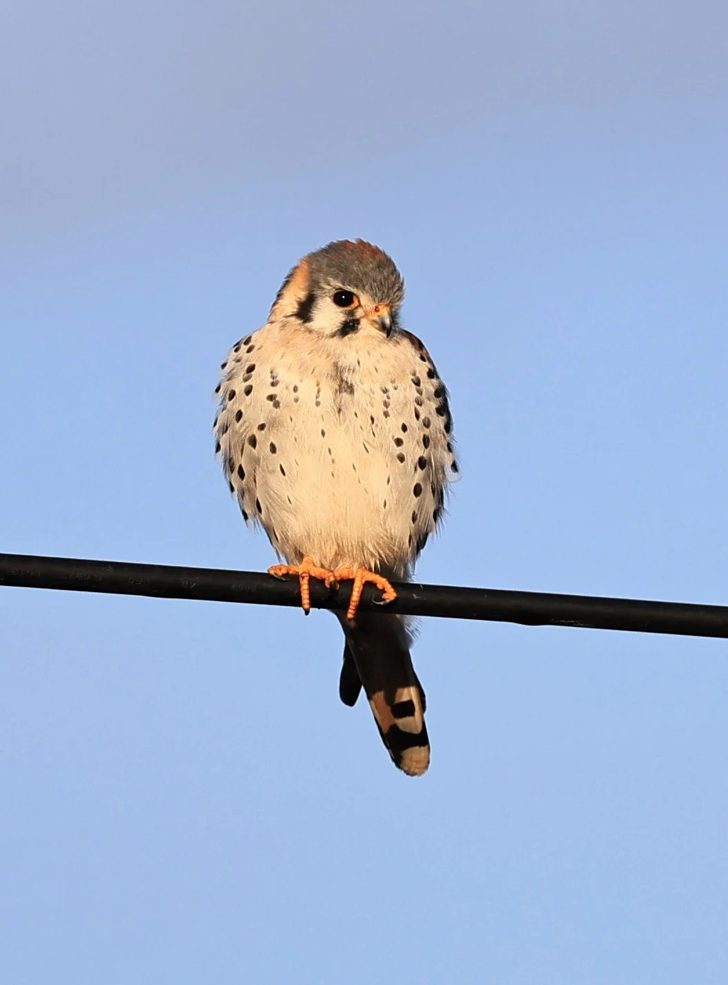 American Kestrel (Falco sparverius) Aurora Chaquena Reserve, Neuland Mennonite Colony Paraguay (5).jpg