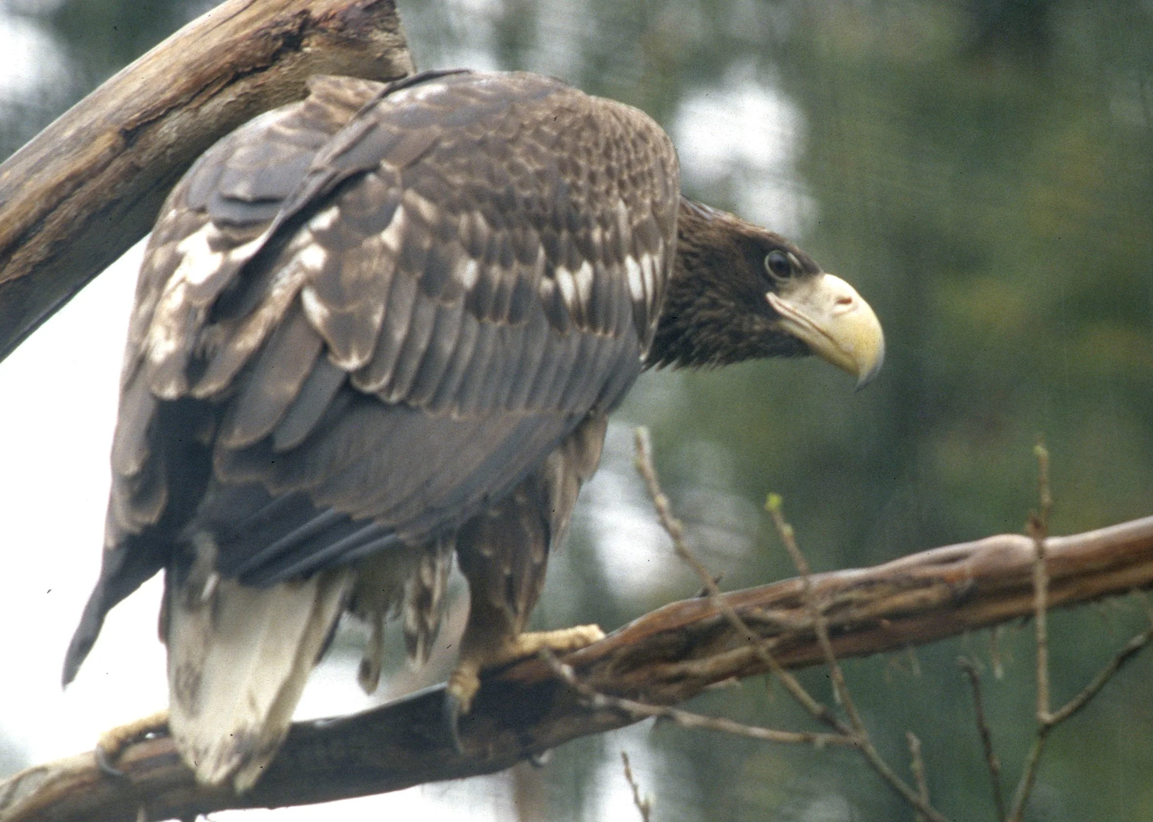 Haliaeetus albicilla - WHITE-TAILED SEA EAGLE - SAN DIEGO ZOO.jpg