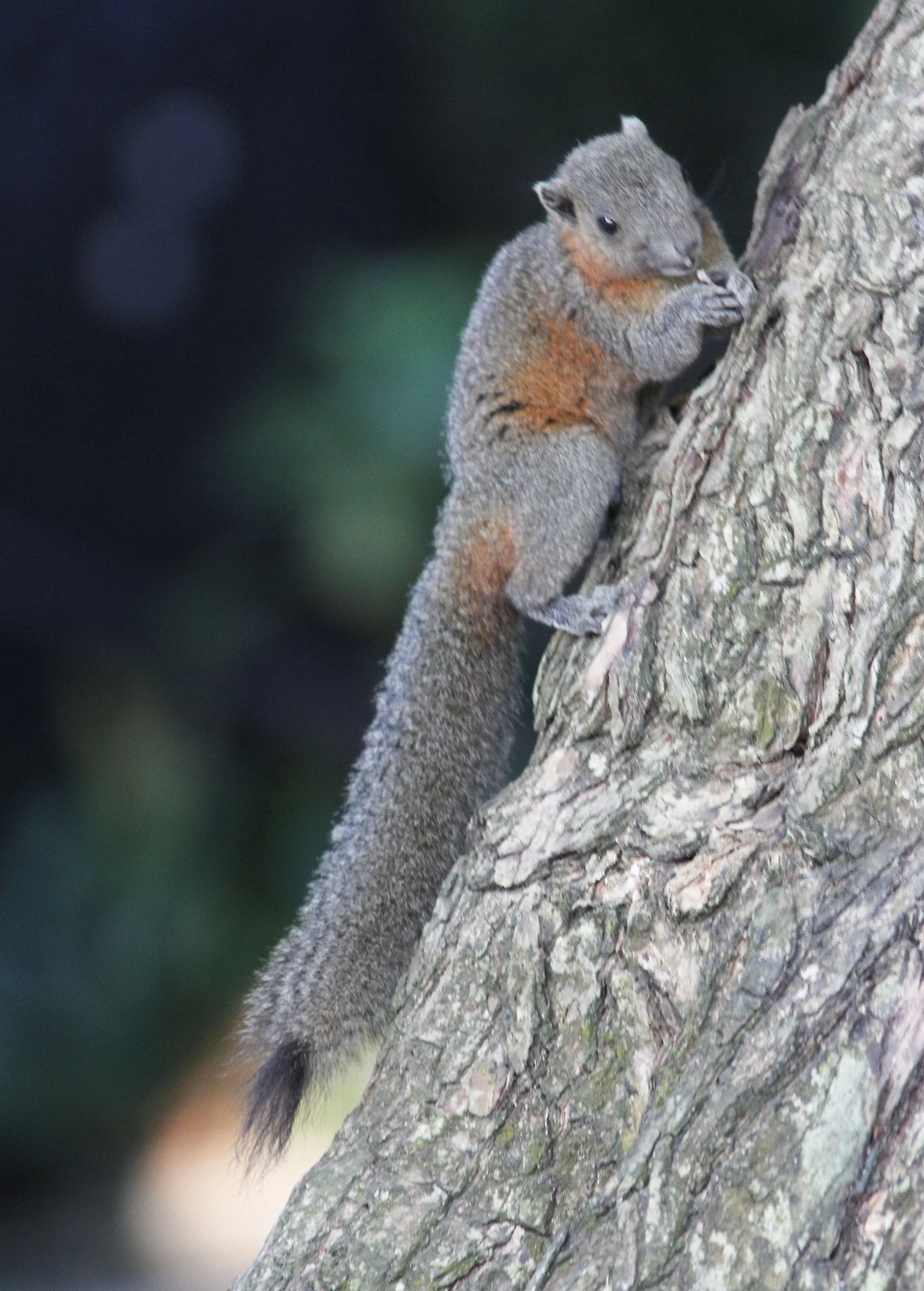 Callosciurus caniceps - ISLAND GREY-BELLIED SQUIRREL -SIMILAN ISLANDS FEB 8-13, 2015 THAILAND (310).JPG