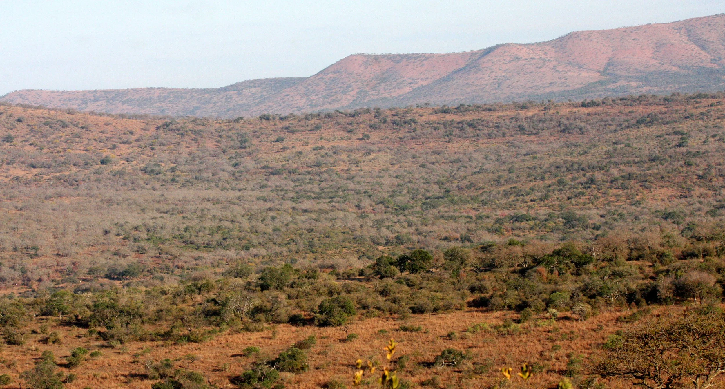 IMFOLOZI NATIONAL PARK SOUTH AFRICA - BUSHVELD COMMUNITY (6).JPG