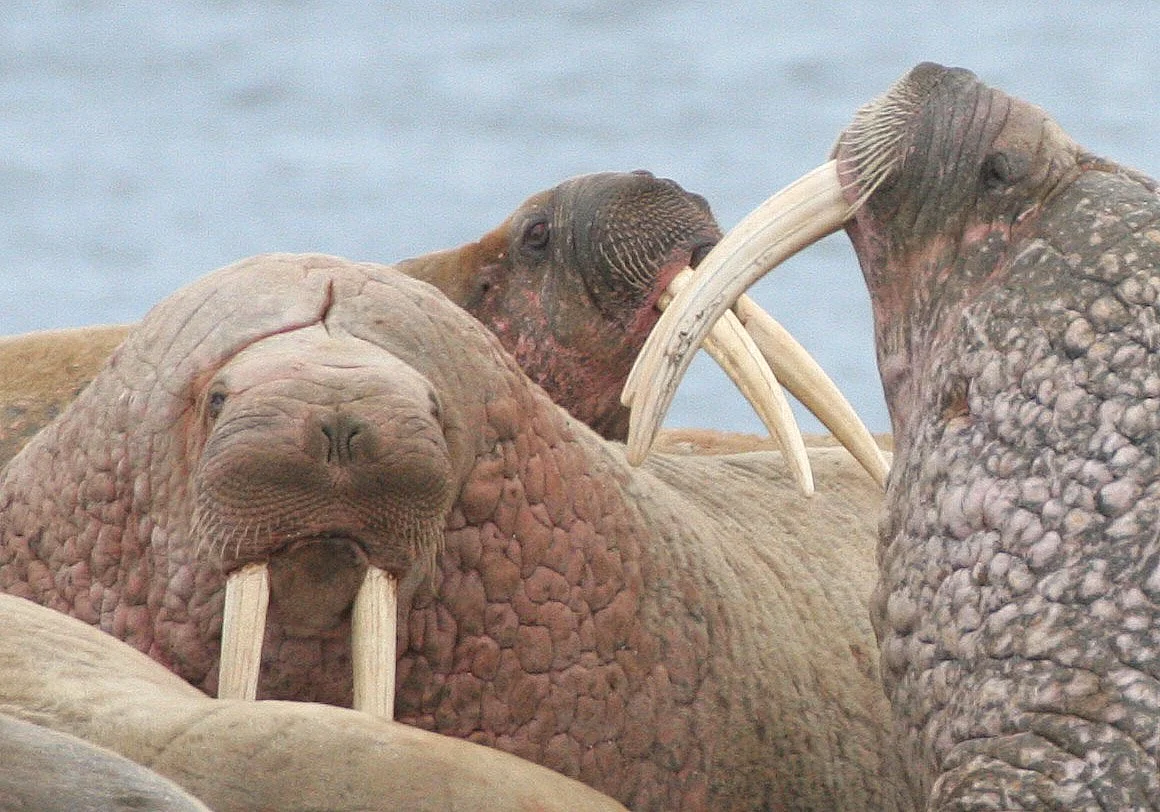 Atlantic Walrus