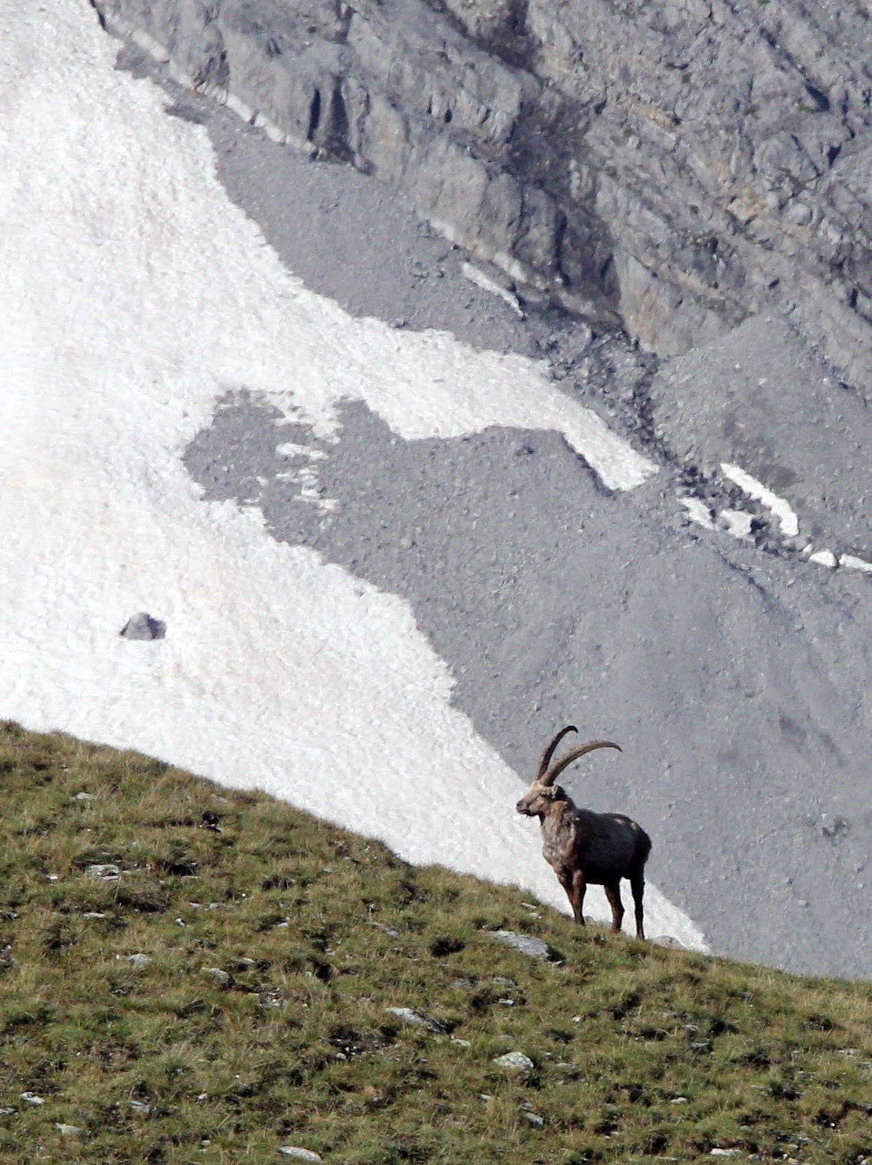 IBEX - ALPINE IBEX - Capra ibex - STELVIO NATIONAL PARK ITALY (13).JPG