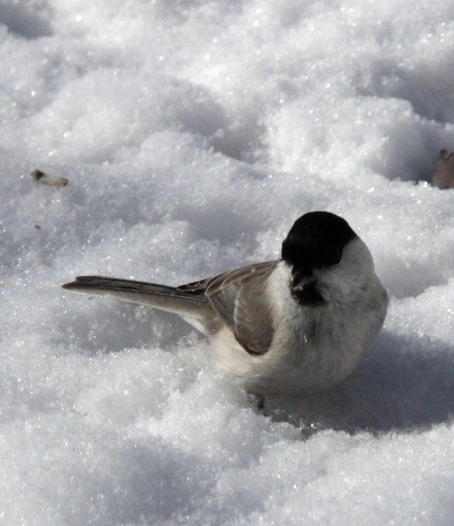 Willow Tit (Poecile montanus) Yoroushi Spa, Hokkaido Japan (5).JPG