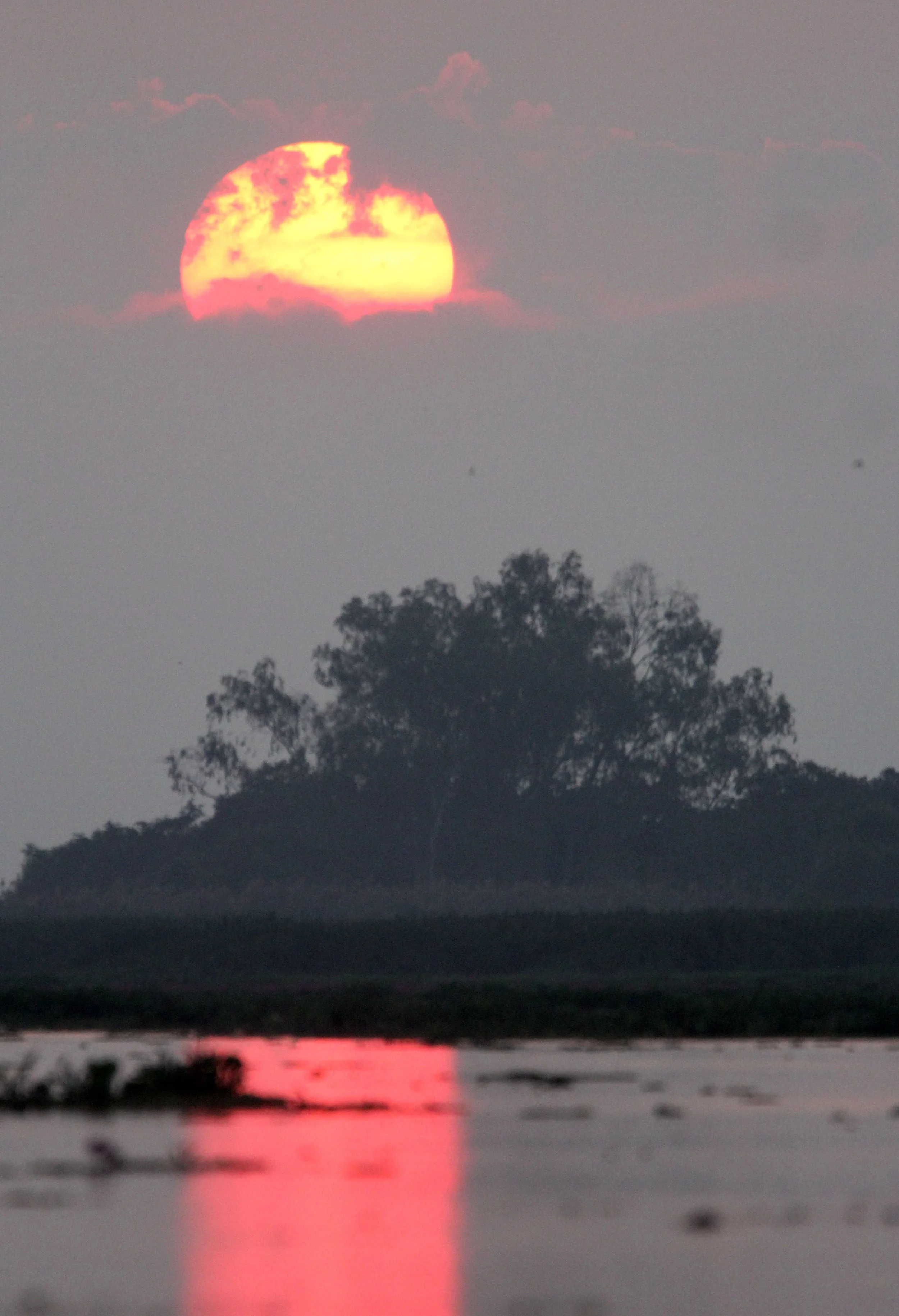 2018 Thale Noi Bird Sanctuary Patthalung (18).JPG