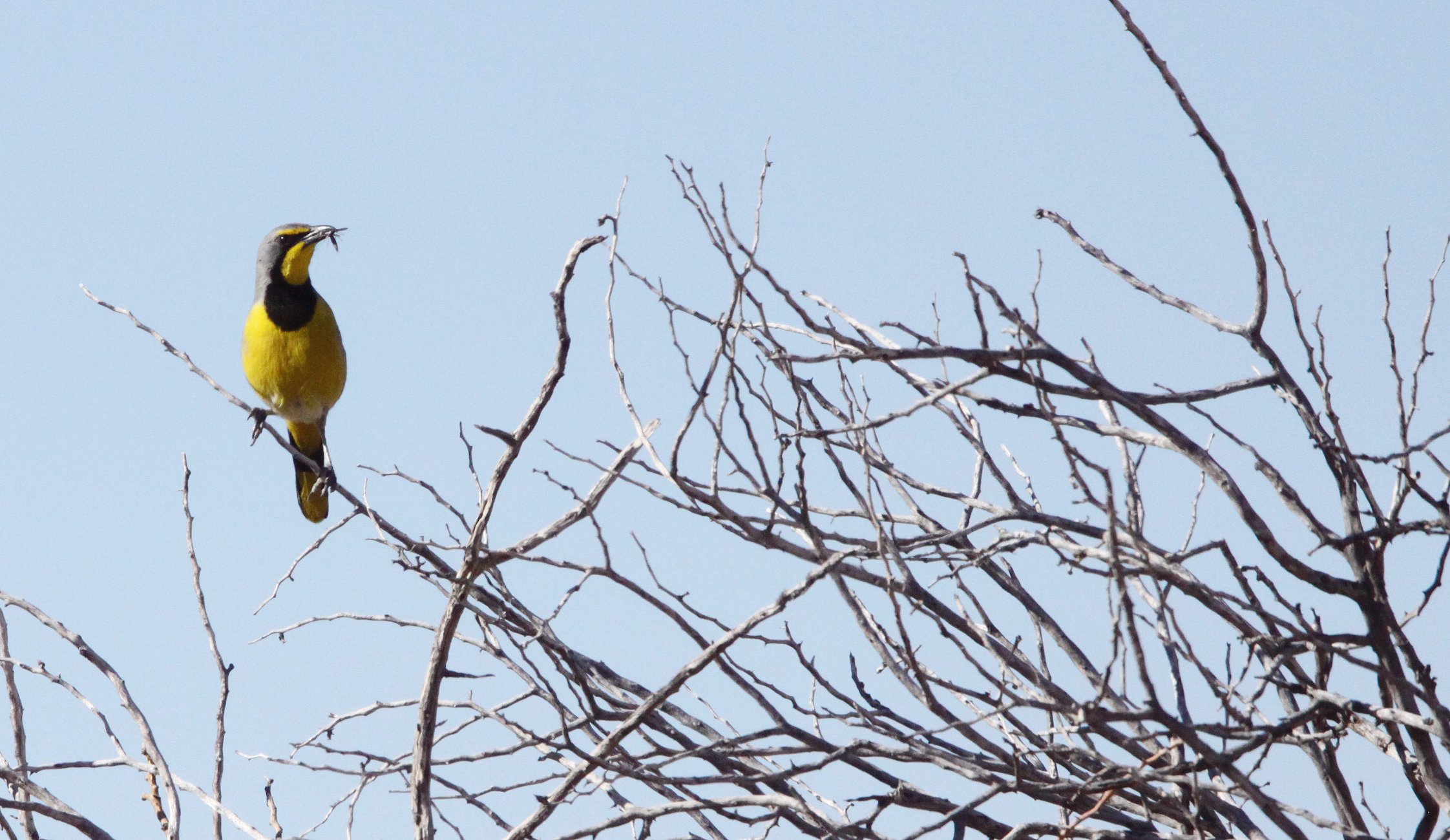 BIRD - BOKMAKIERIE - AUGRABIES FALLS SOUTH AFRICA (4).JPG