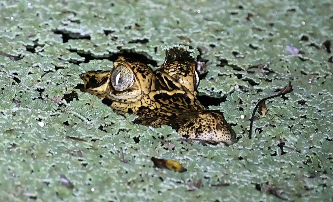Yacare Caiman (Caiman yacare) Fortin Toledo Paraguay (3).jpg