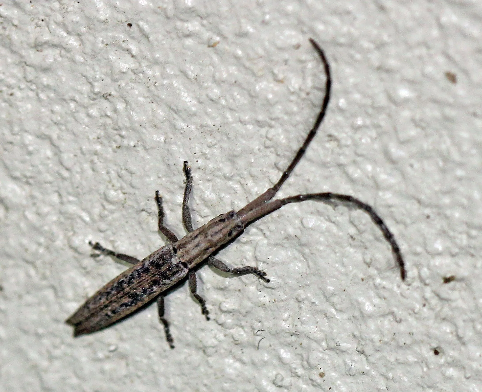 Tetraglenes hirticornis - Koh Lanta, Thailand (2).JPG