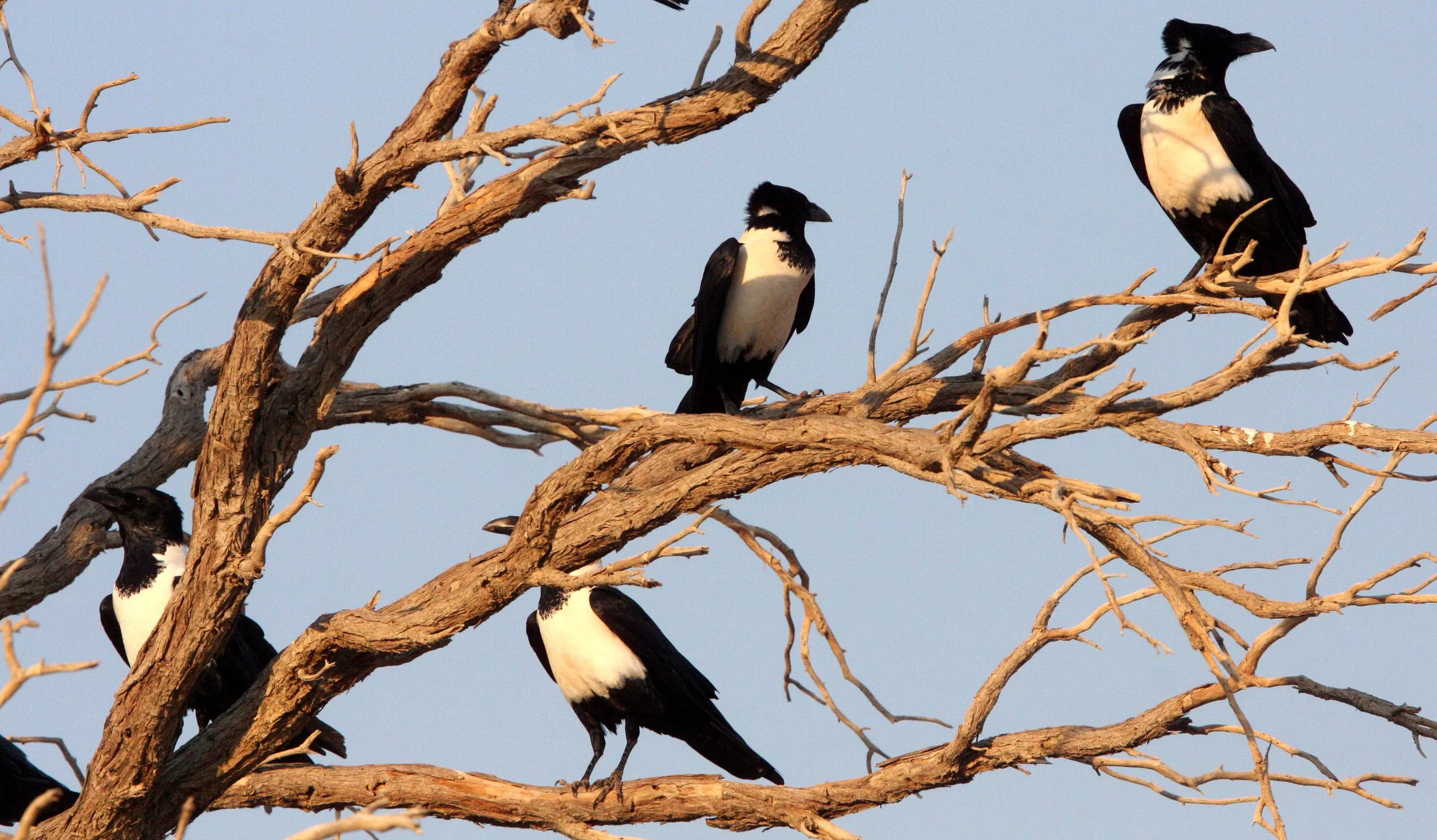 BIRD - CROW - PIED CROW - SOSSUSVLEI NAMIB NAUKLUFT NATIONAL PARK NAMIBIA (3).JPG