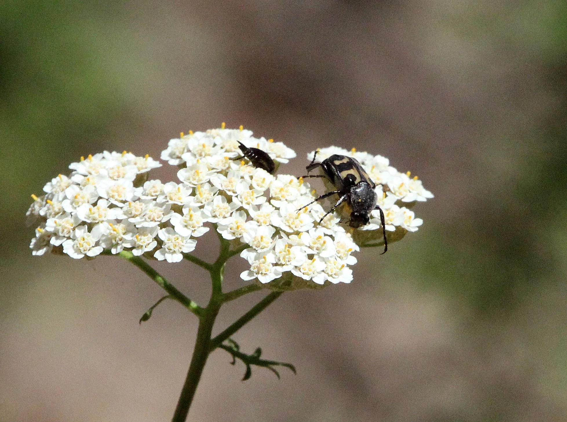 Trichius zonatus - - Feija NP, Tunisia (3).JPG