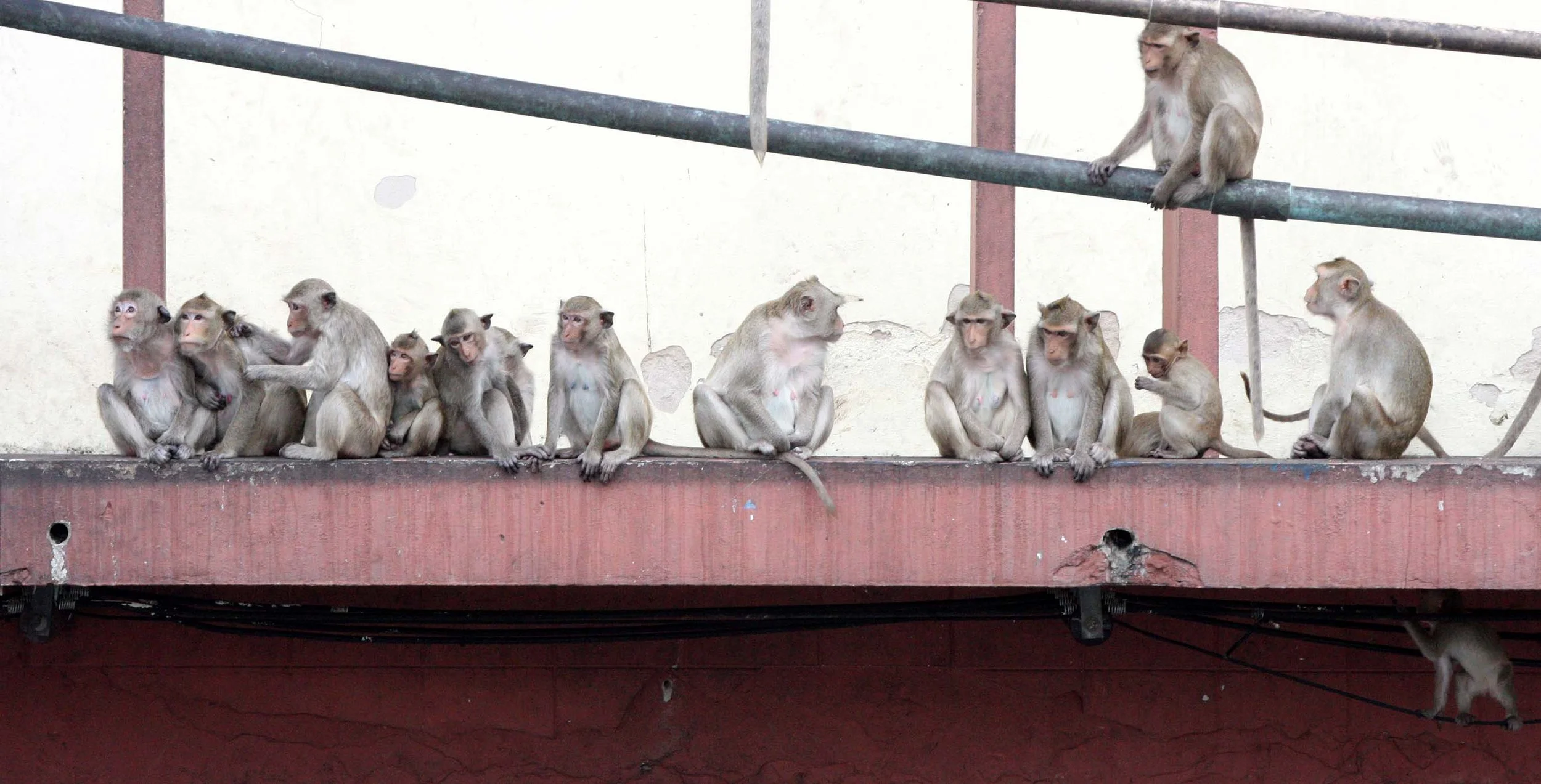 2008 Lopburi Road Trip with Macaques and Temples (34).JPG