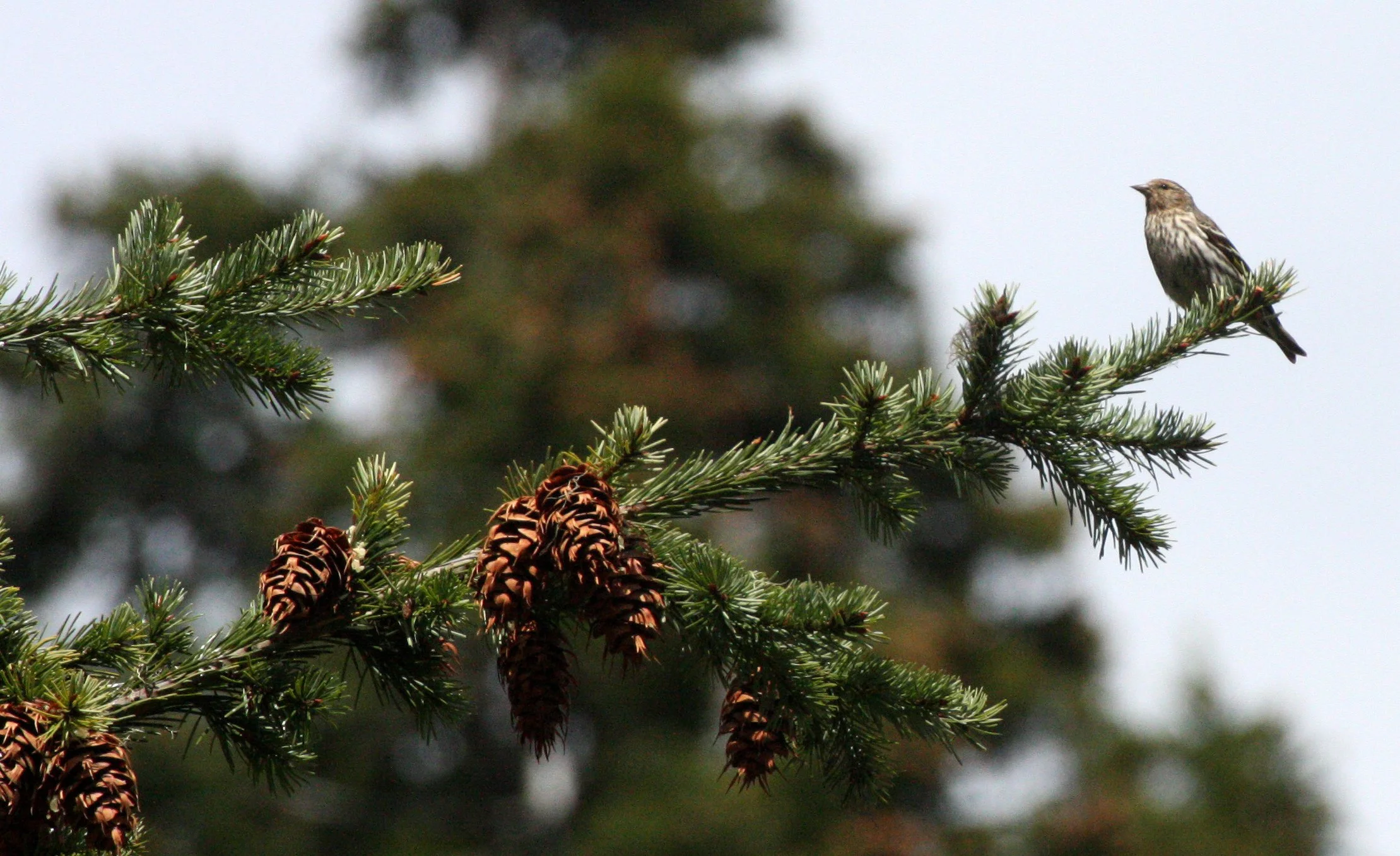 Pine siskin (Spinus pinus) Hurricane Ridge, Olympic NP, Washington (3).JPG