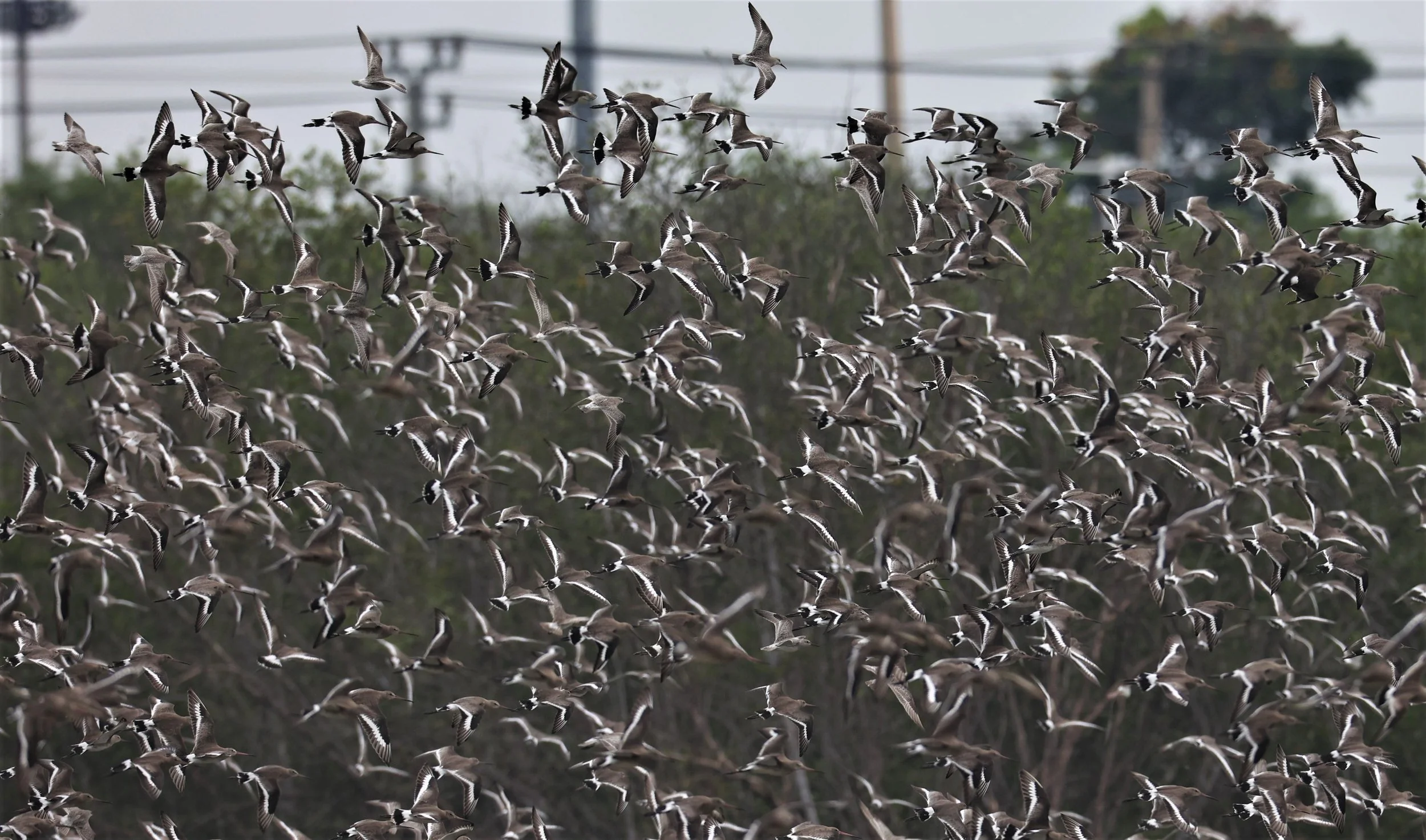GODWIT - BLACK-TAILED GODWIT - Limosa limosa - BANG PU MANGROVE FOREST 14 NOVEMBER 2021 (16).jpg