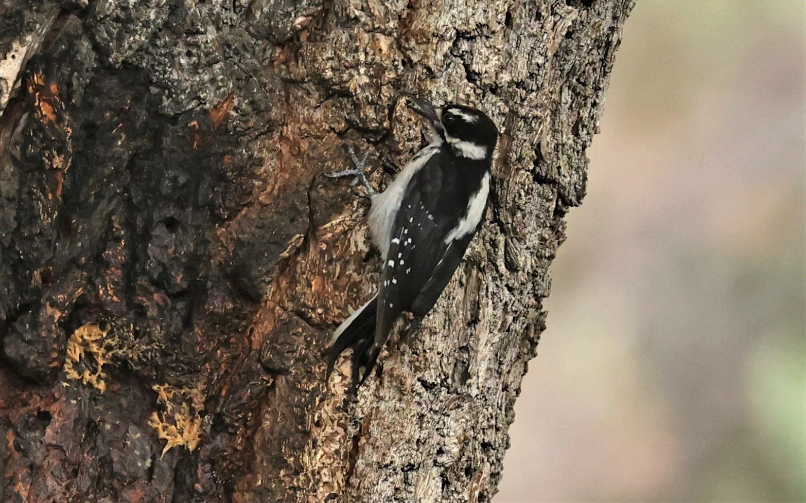 Leuconotopicus villosus - HAIRY WOODPECKER - CAVE CREEK ARIZONA AUGUST 2022 (5).jpg