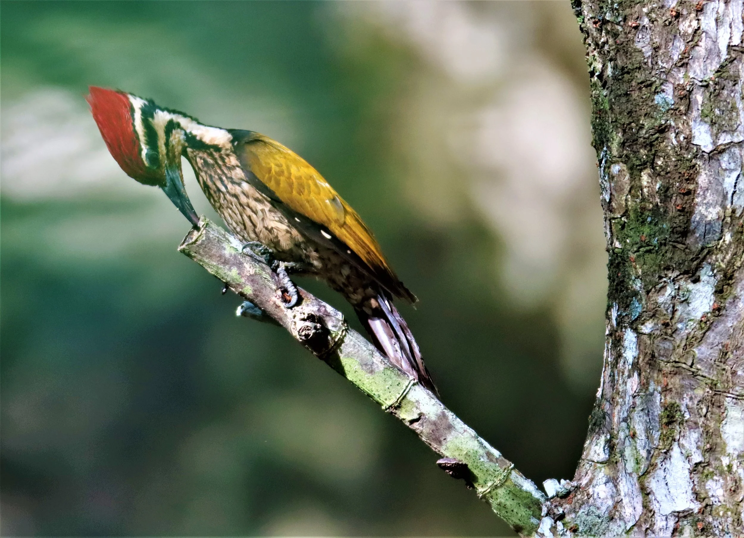 WOODPECKER - COMMON FLAMEBACK - Dinopium javenense - AO PHANG NGA NATIONAL PARK AREA (19).jpg