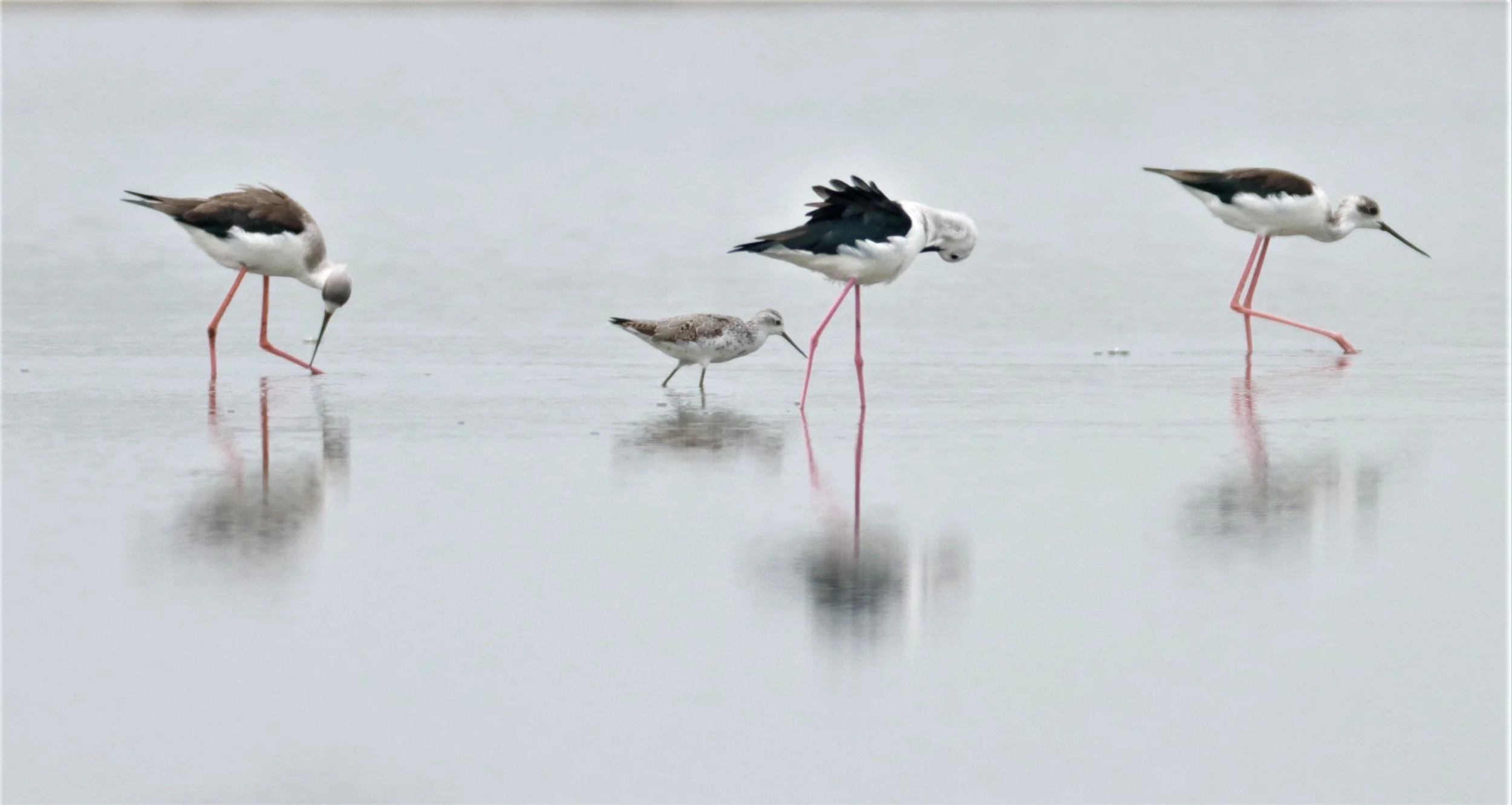 SANDPIPER - MARSH SANDPIPER - Tringa stagnalis - with BLACK-NECKED STILTS - KHLONG TAMRU CHONBURI (5).jpg